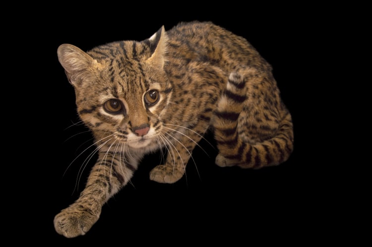 Photo Ark Home Geoffroy S Cat National Geographic Society