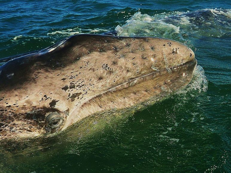 The Gray Whale Past Present And Future National Geographic Society
