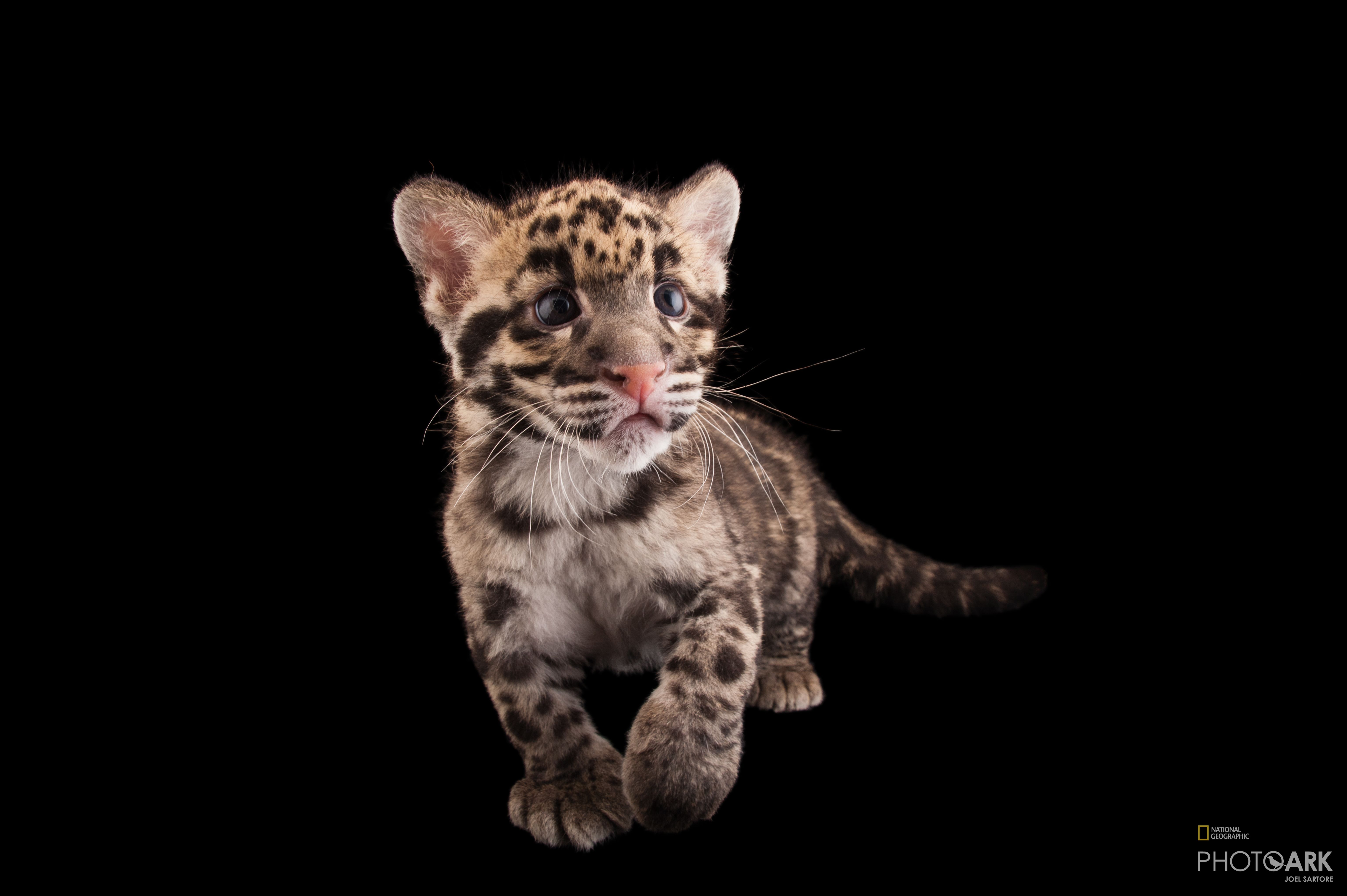 Photo Ark Home Federally Endangered Clouded Leopard National