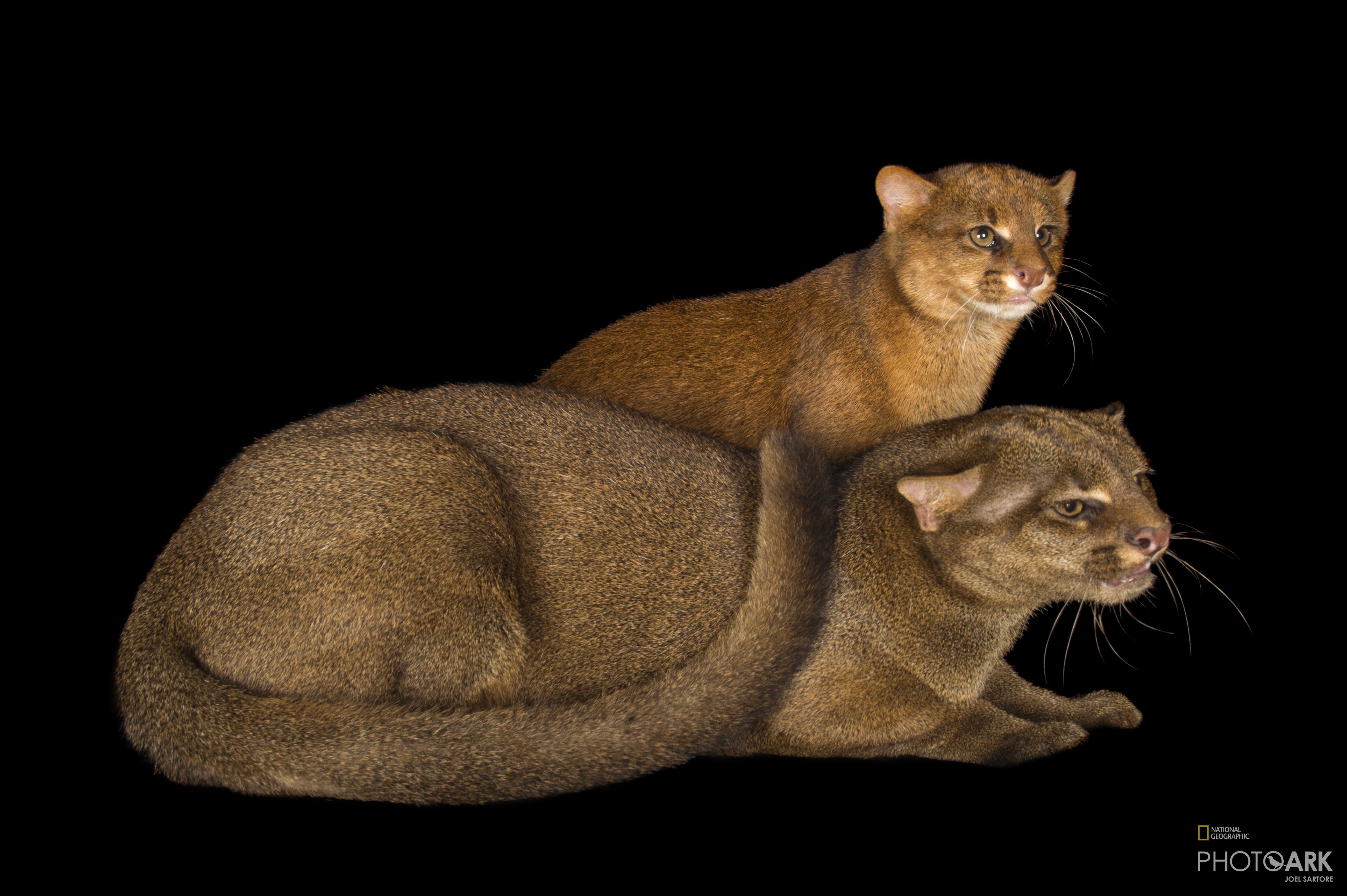 Photo Ark Home Federally Endangered Jaguarundi National