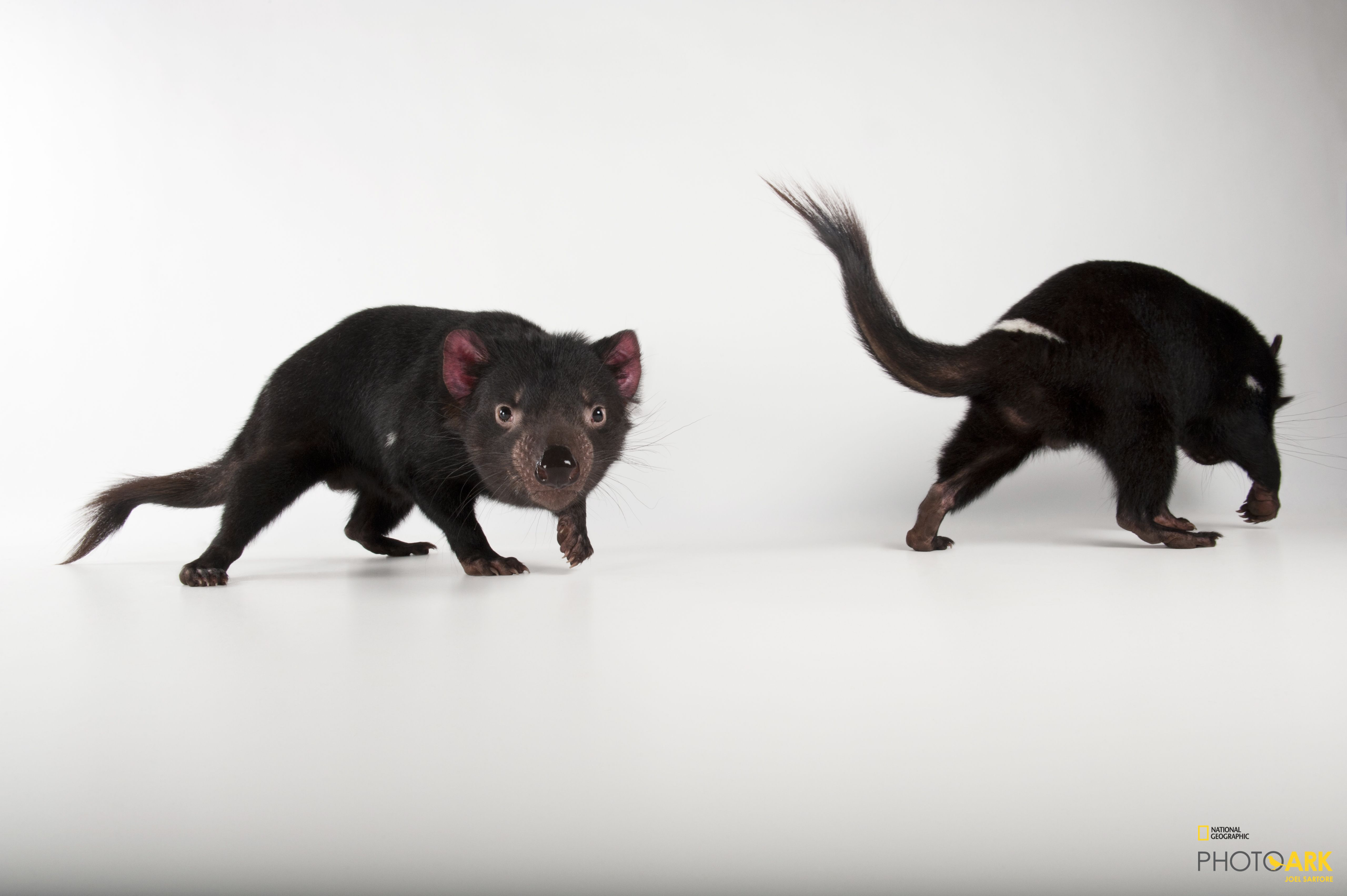 Photo Ark Home Tasmanian Devil National Geographic Society