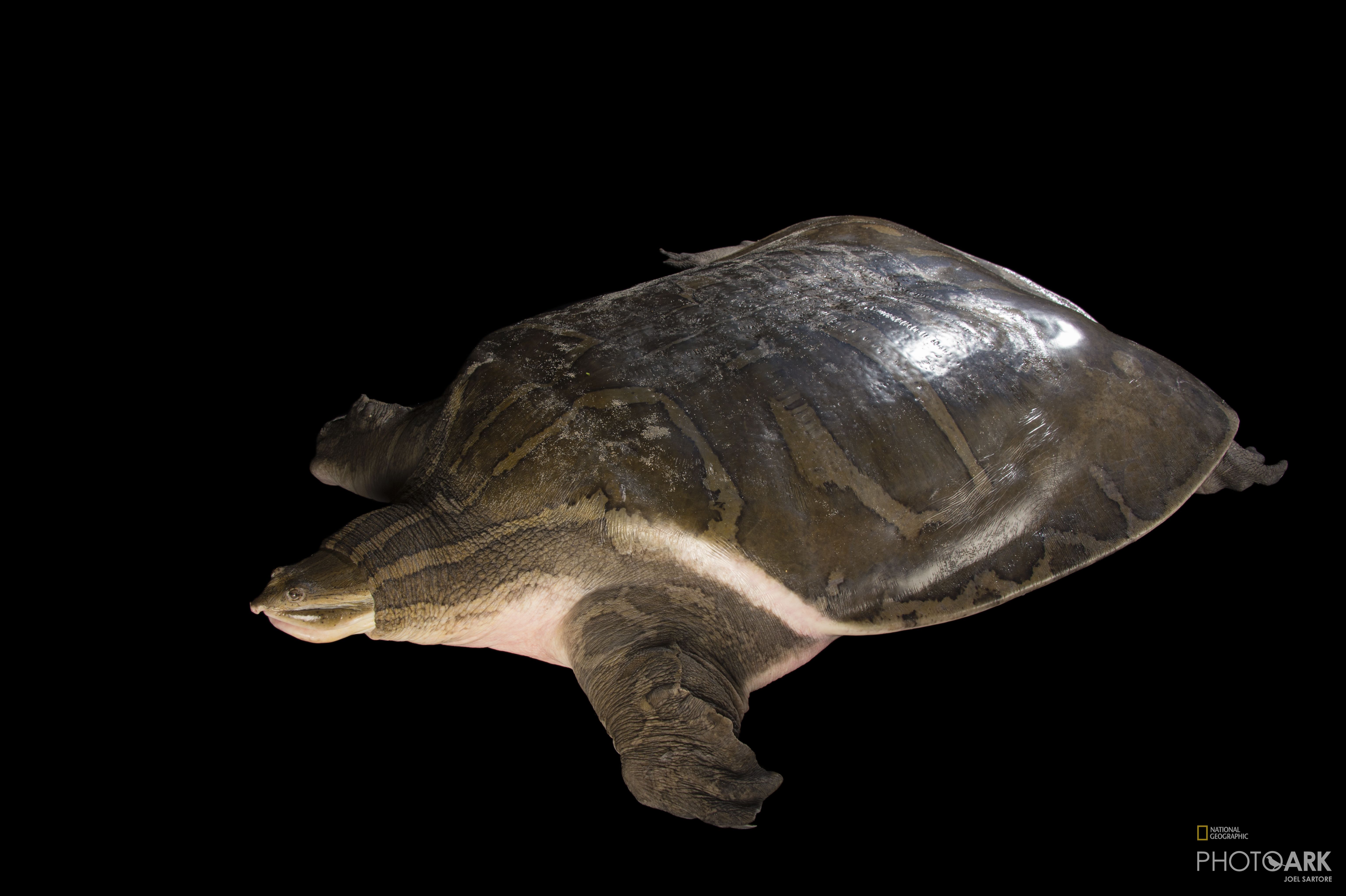 Photo Ark Home Narrow Headed Softshell Turtle National Geographic Society 