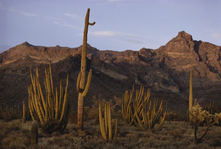 Desert biome national geographic society