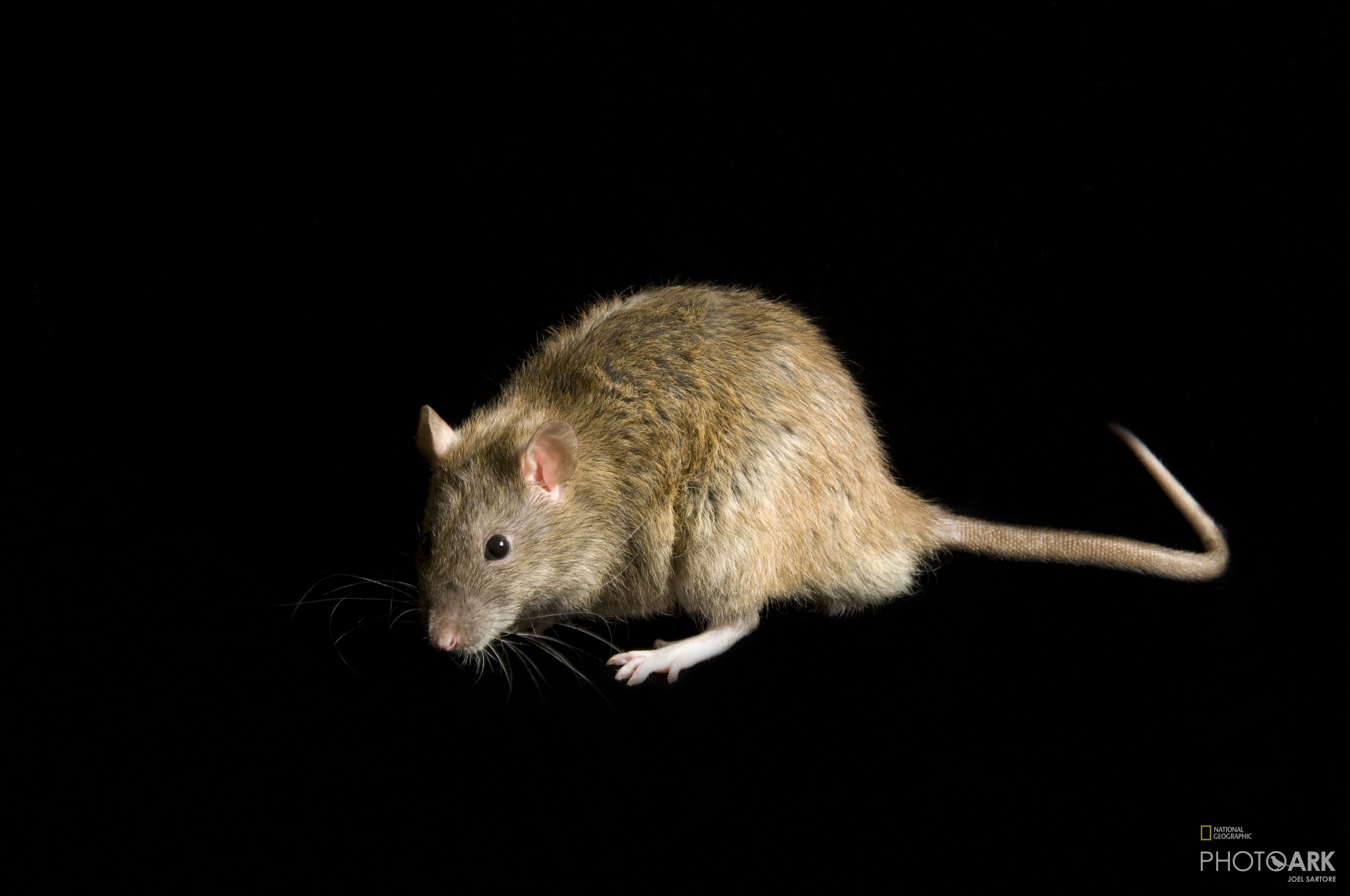 Photo Ark Home Domestic Rats | National Geographic Society