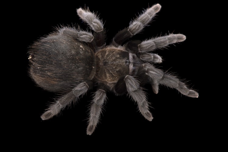 Photo Ark Home Black Velvet Tarantula | National Geographic Society