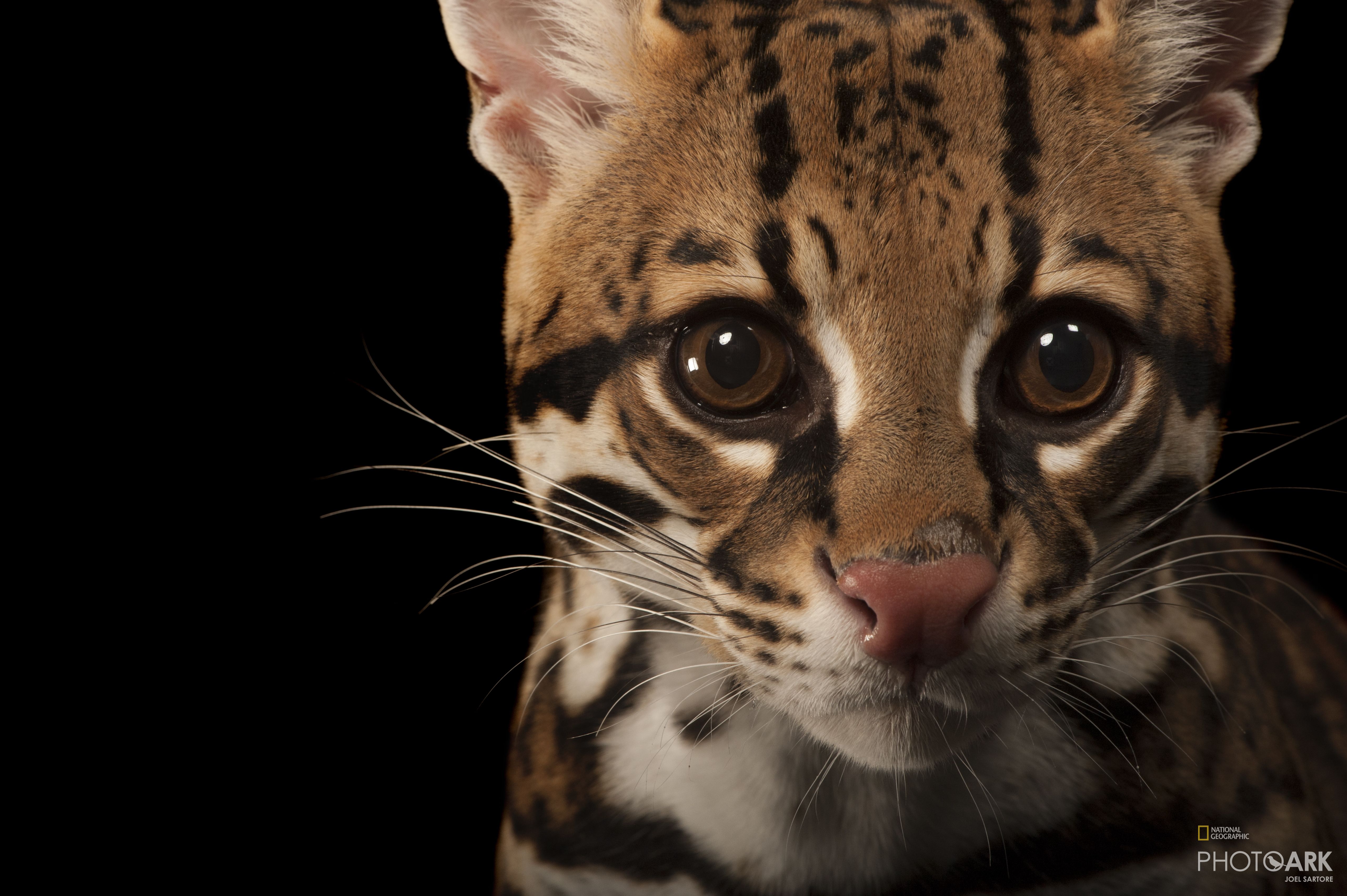 Photo Ark Home Ocelot | National Geographic Society