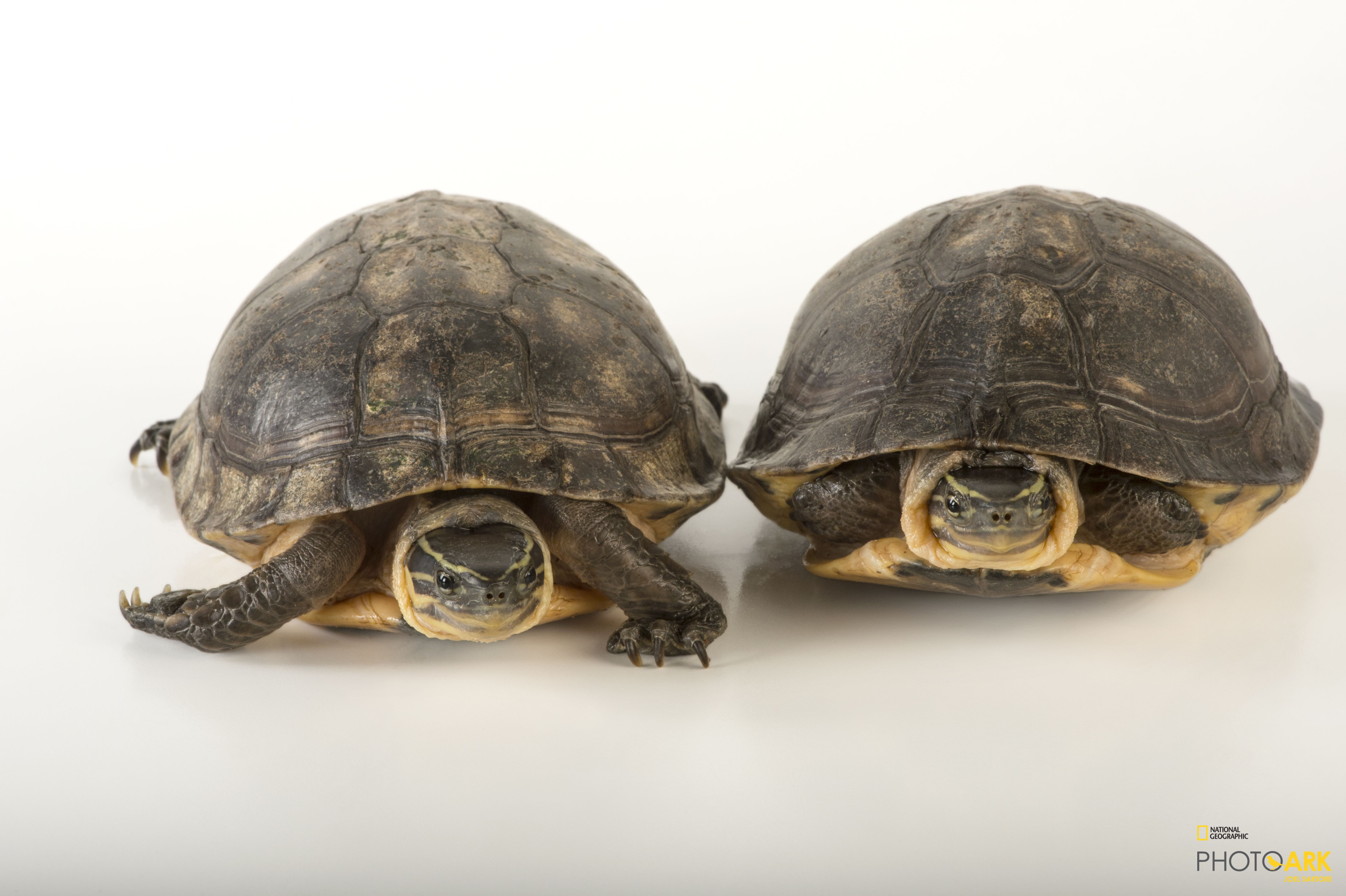 Photo Ark Home Vulnerable Malayan Box Turtle National Geographic Society