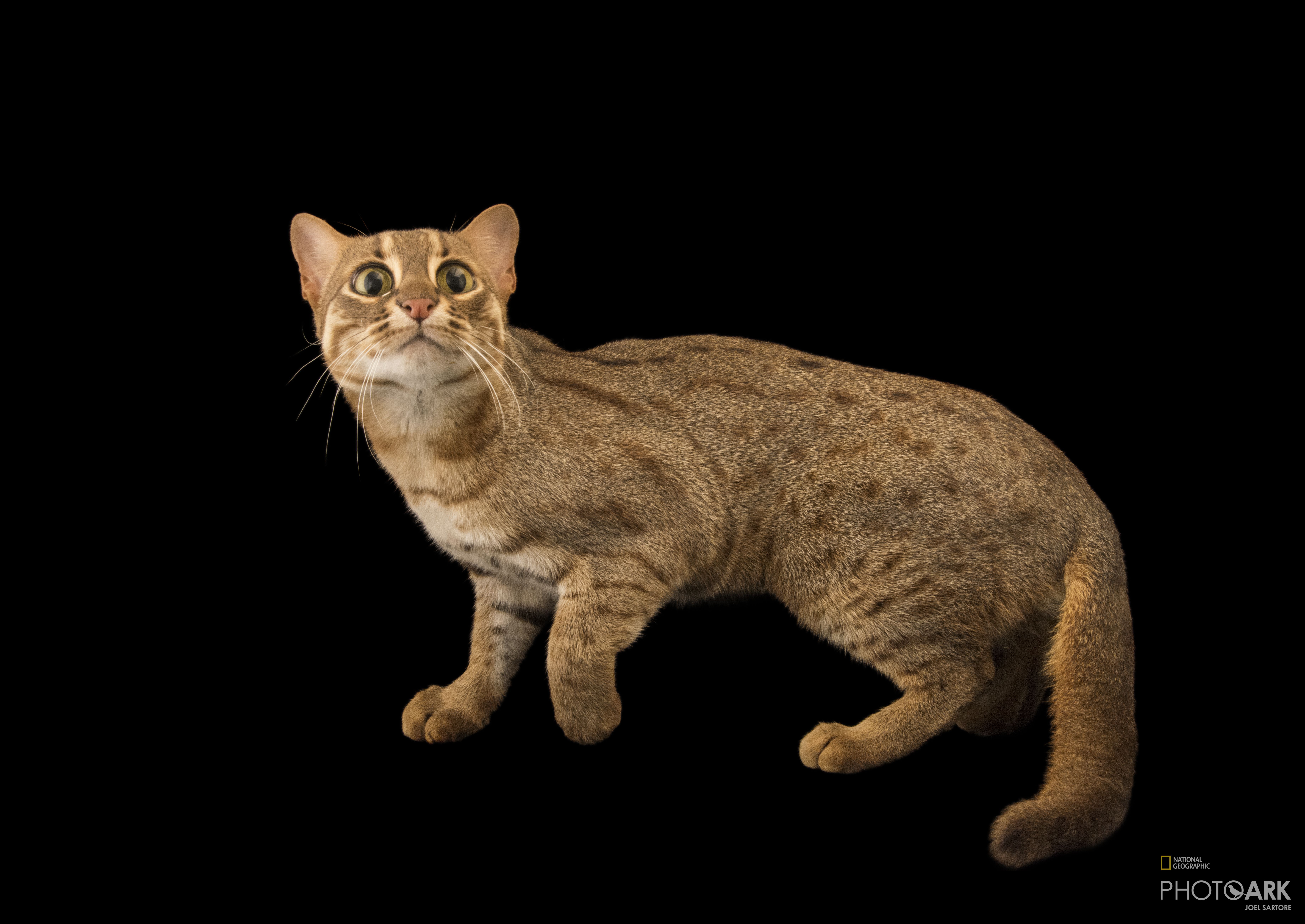 Photo Ark Home Rusty Spotted Cat National Geographic Society