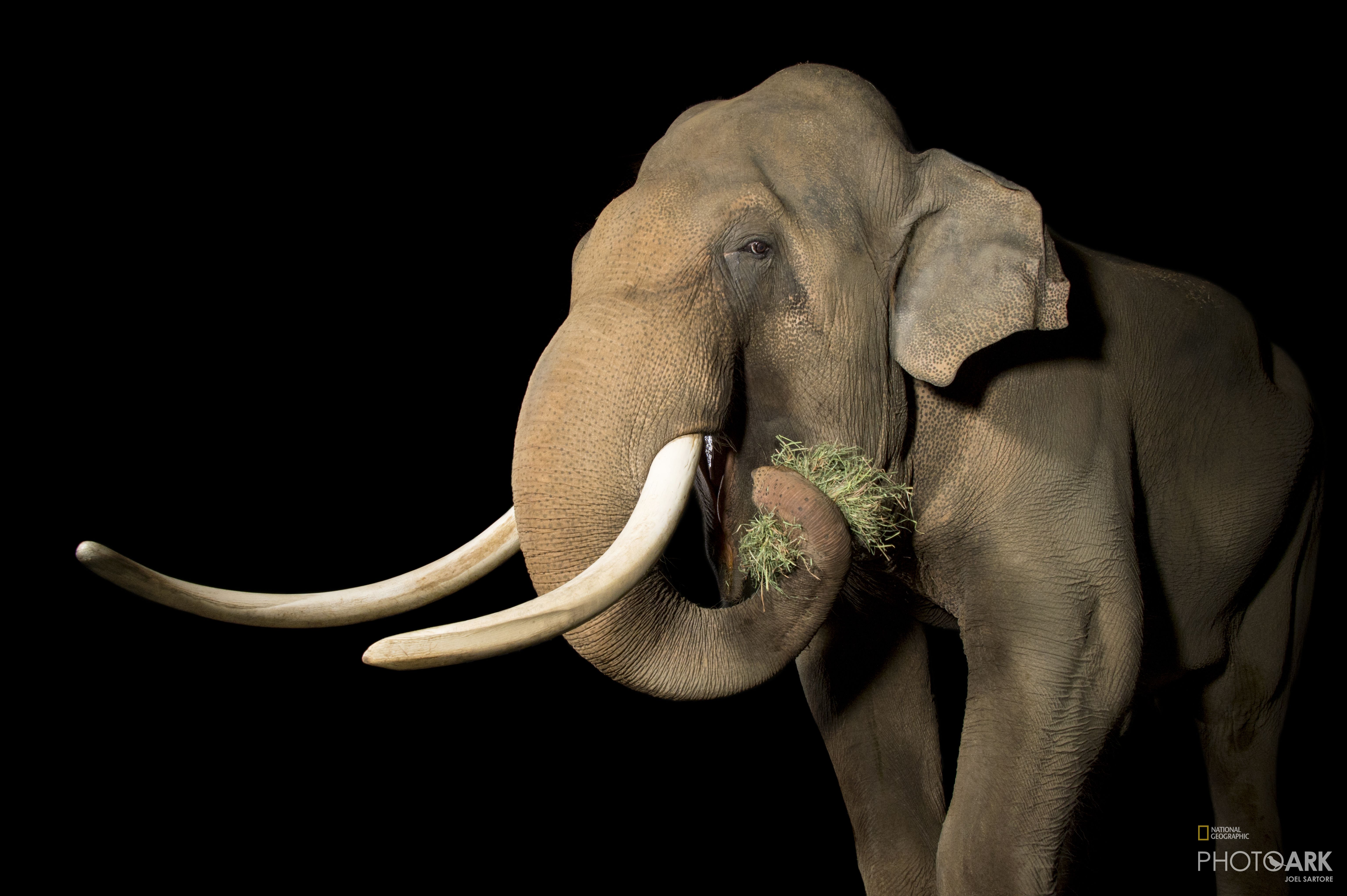 Photo Ark Home Portrait Of An Endangered Asian Elephant | National