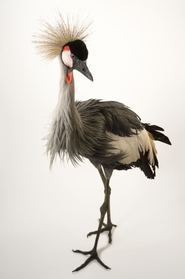 Photo Ark National Geographic Society