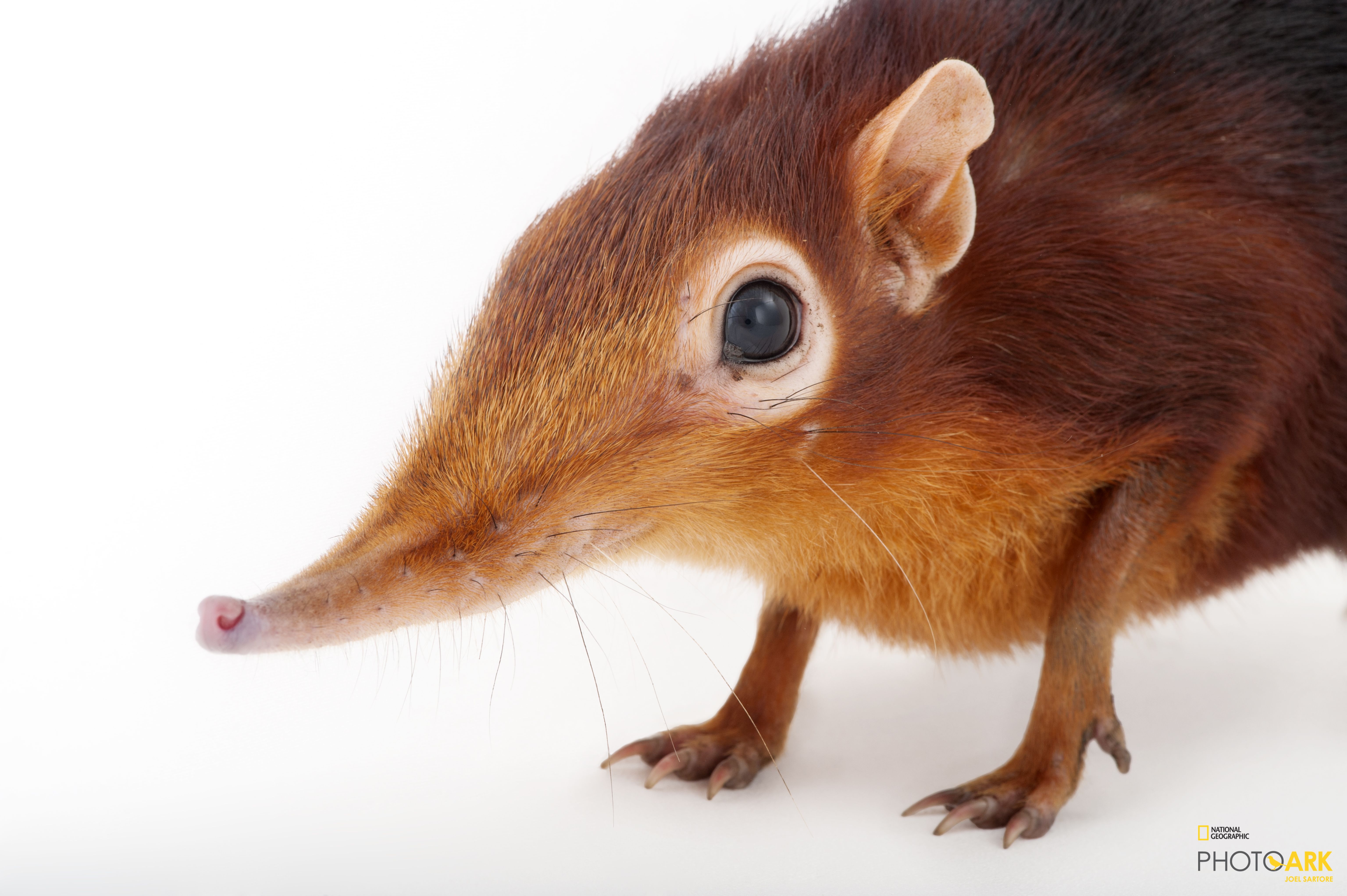 Elephant shrew