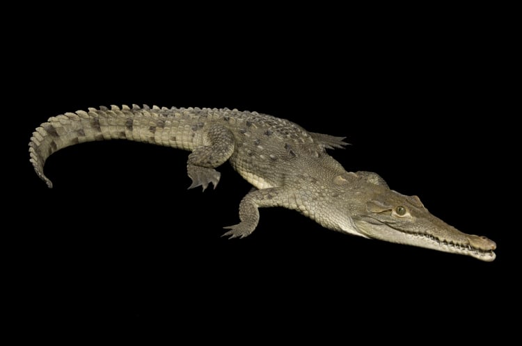 Photo Ark Home American Crocodile | National Geographic Society