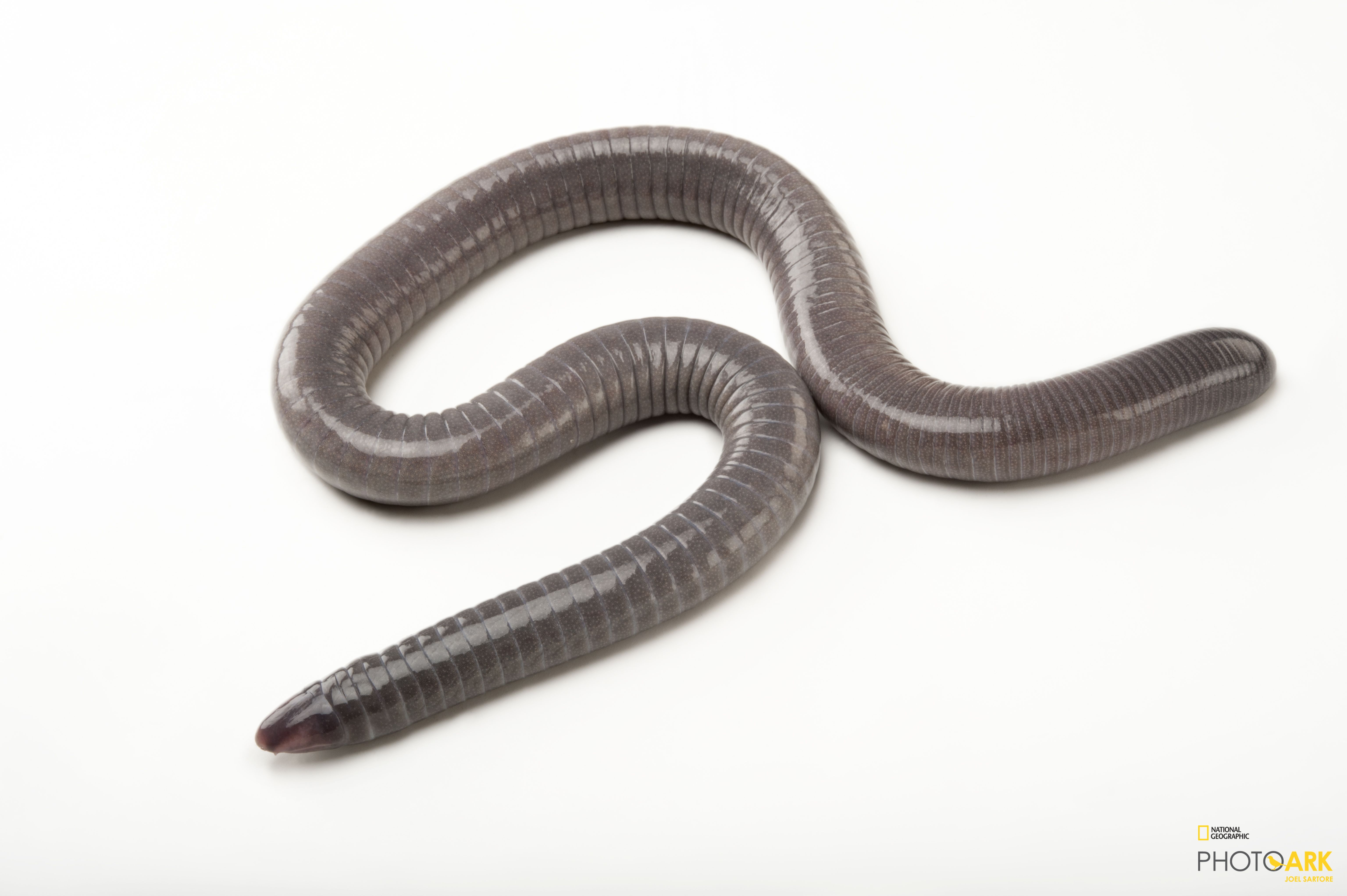 Photo Ark Home Congo Caecilian National Geographic Society