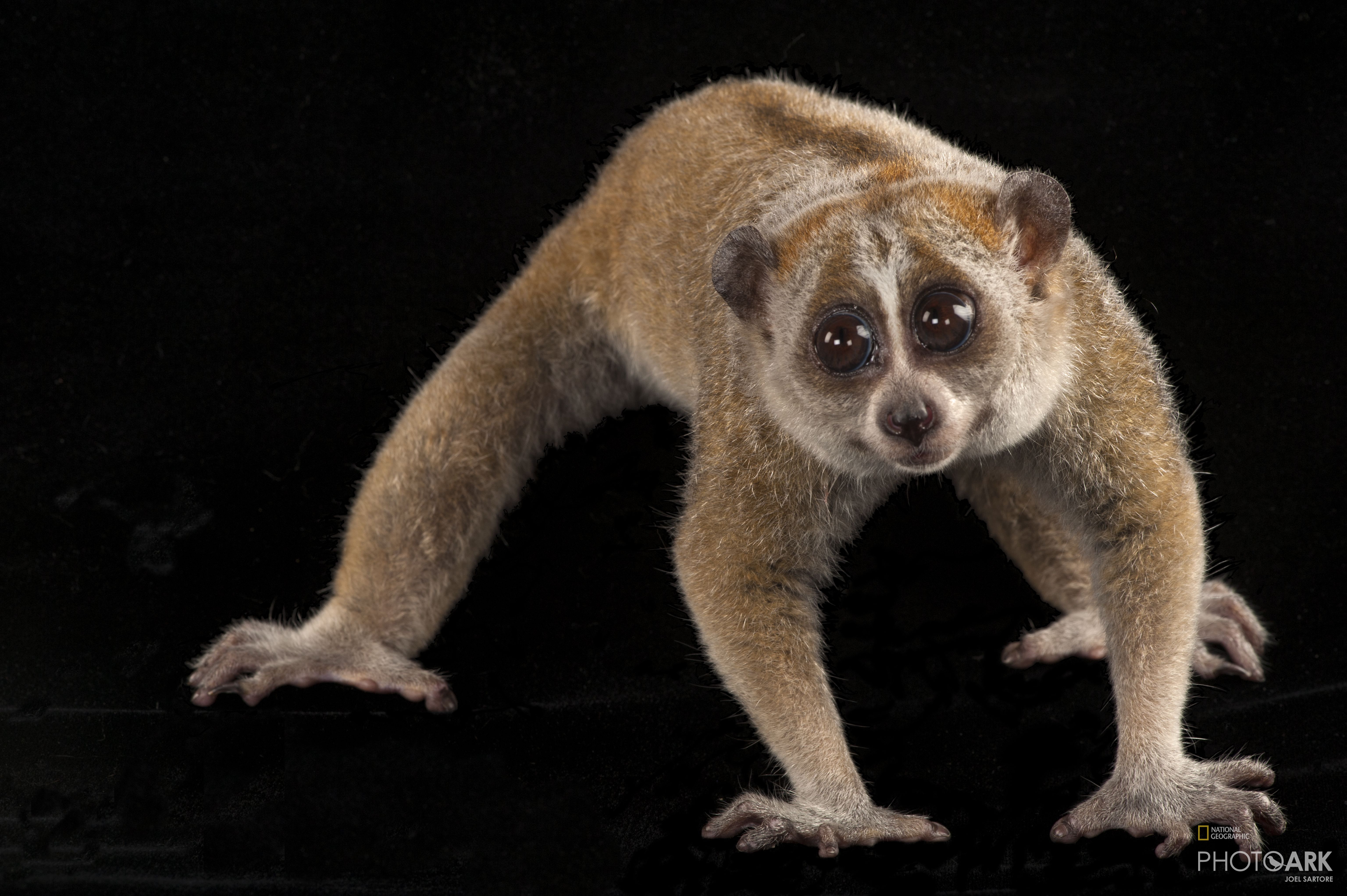 Slow loris