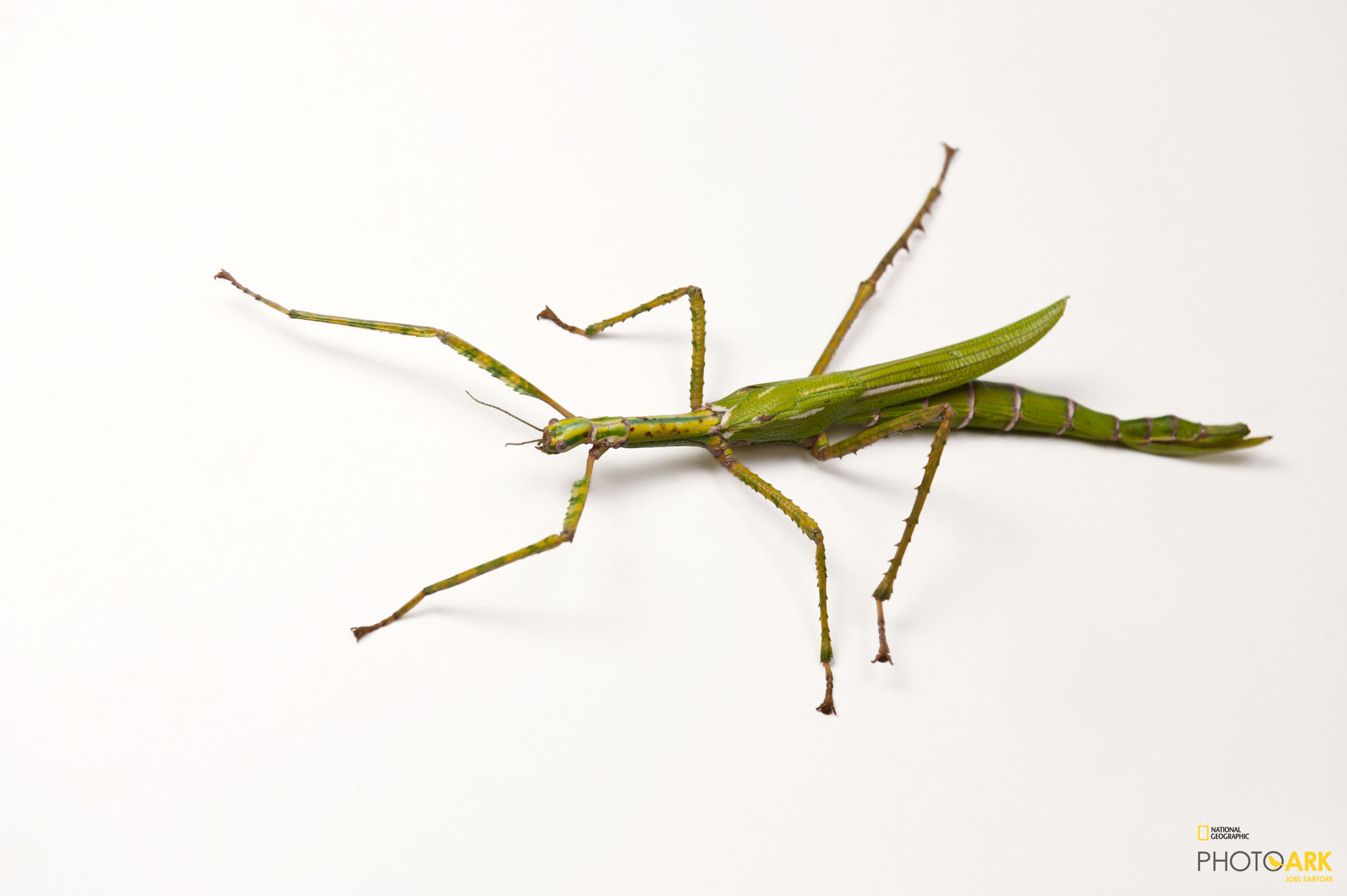 Photo Ark Home Goliath Stick Insect National Geographic Society
