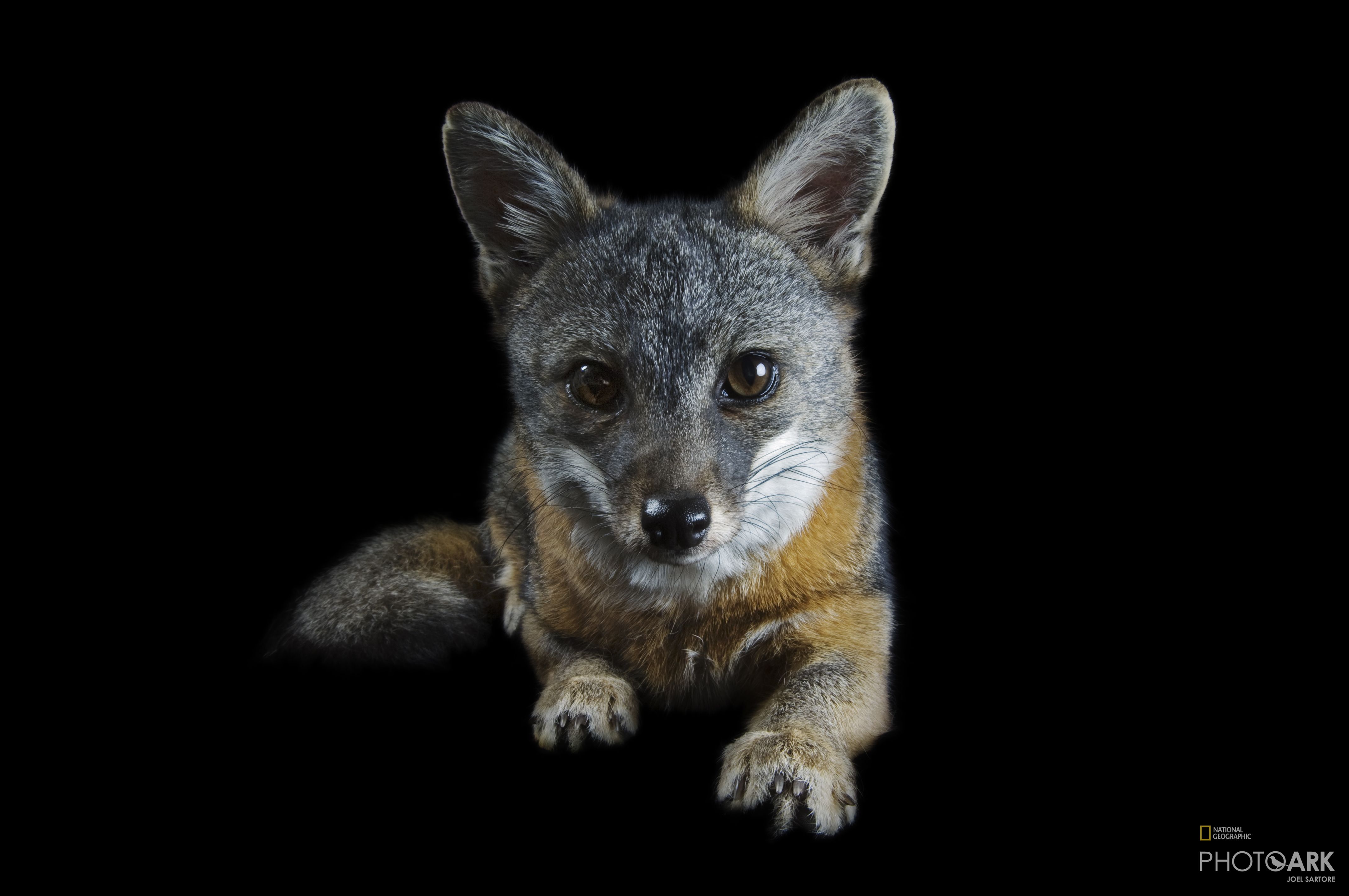 Photo Ark Home Rare Santa Catalina Island Fox National Geographic Society