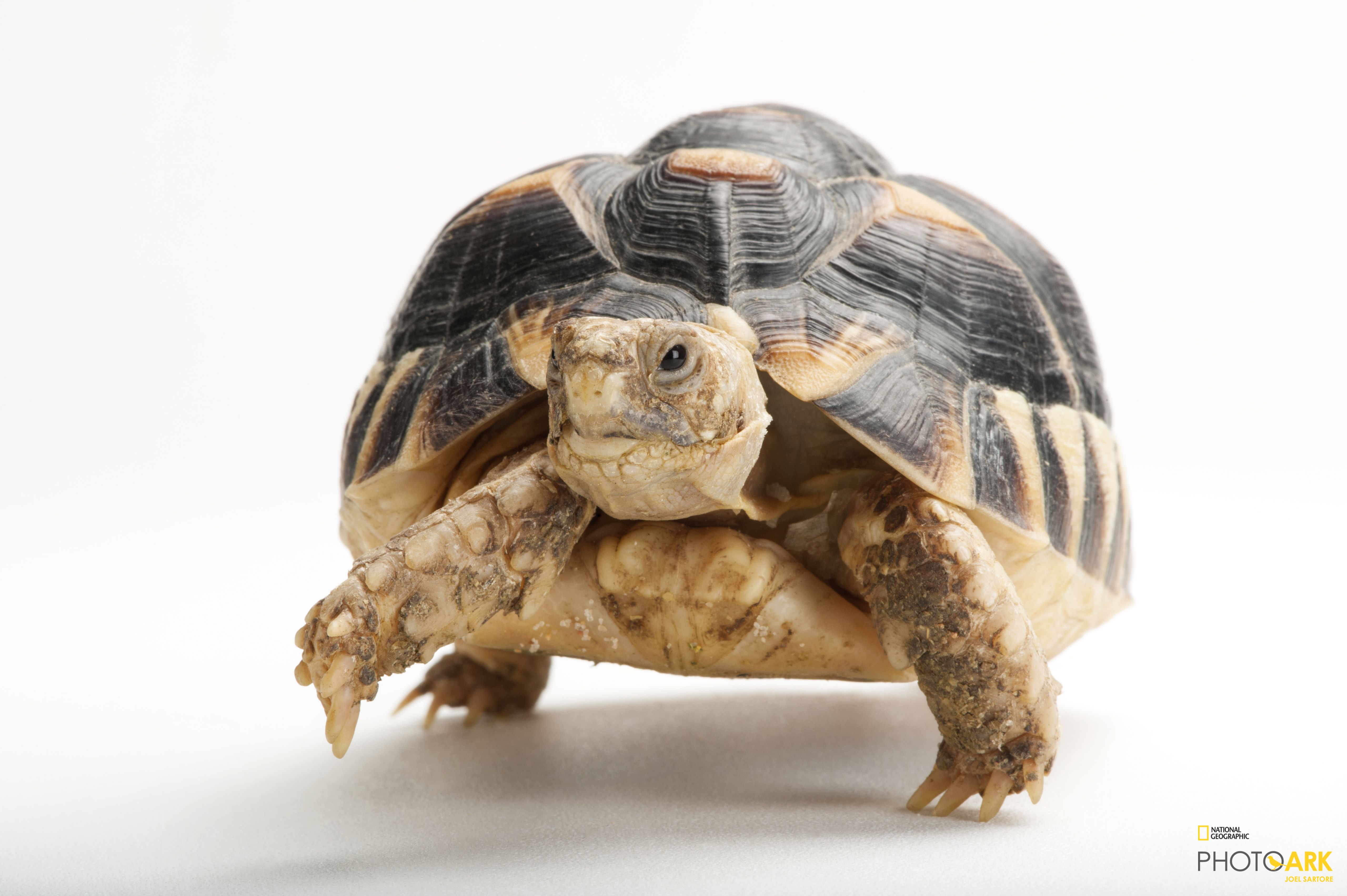 Photo Ark Home Close Up Of The Head Of An Egyptian Tortoise Testudo