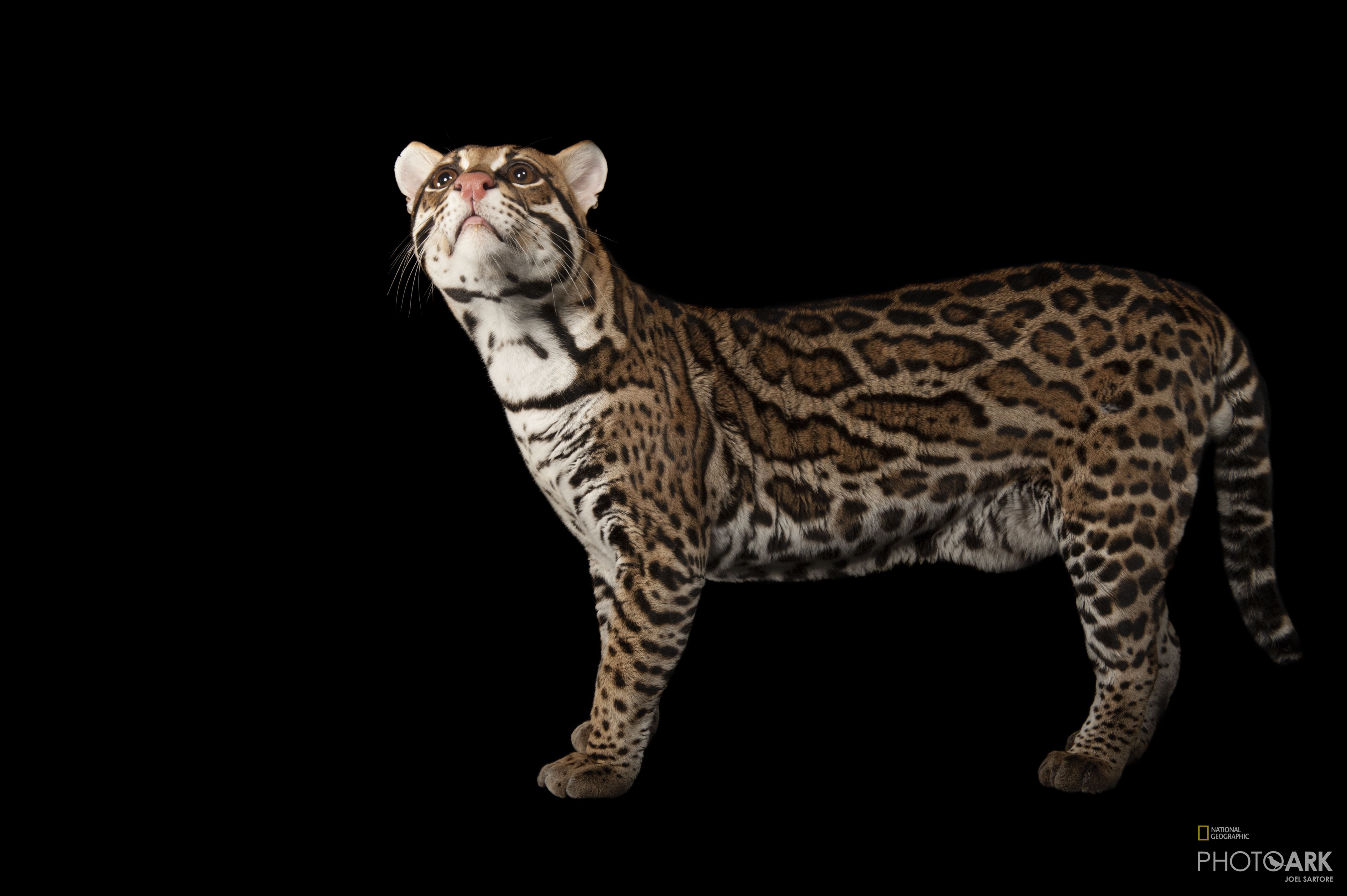 Photo Ark Home Ocelot | National Geographic Society