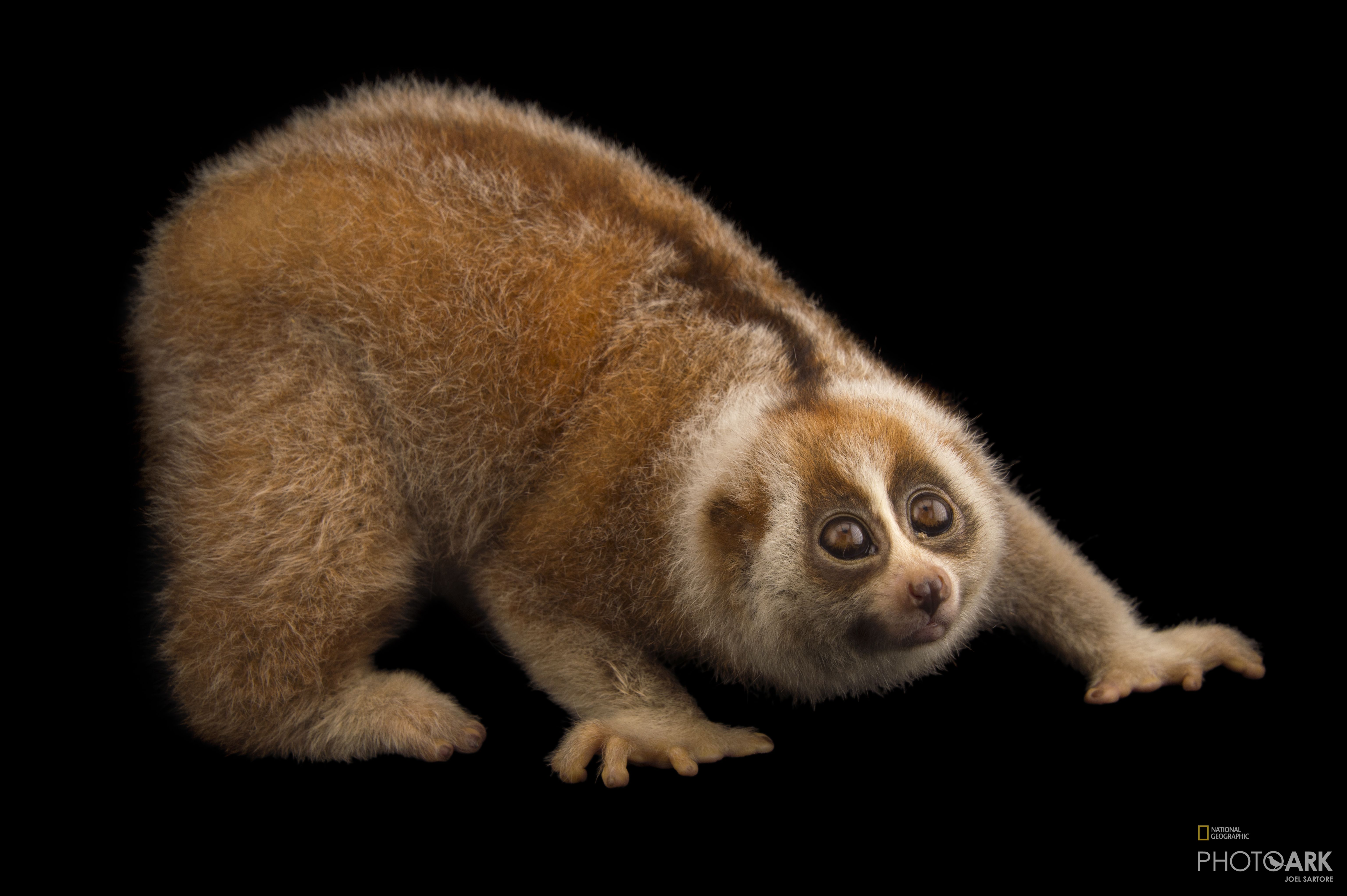 Photo Ark Home 24 Day Old Bengal Slow Loris National Geographic Society