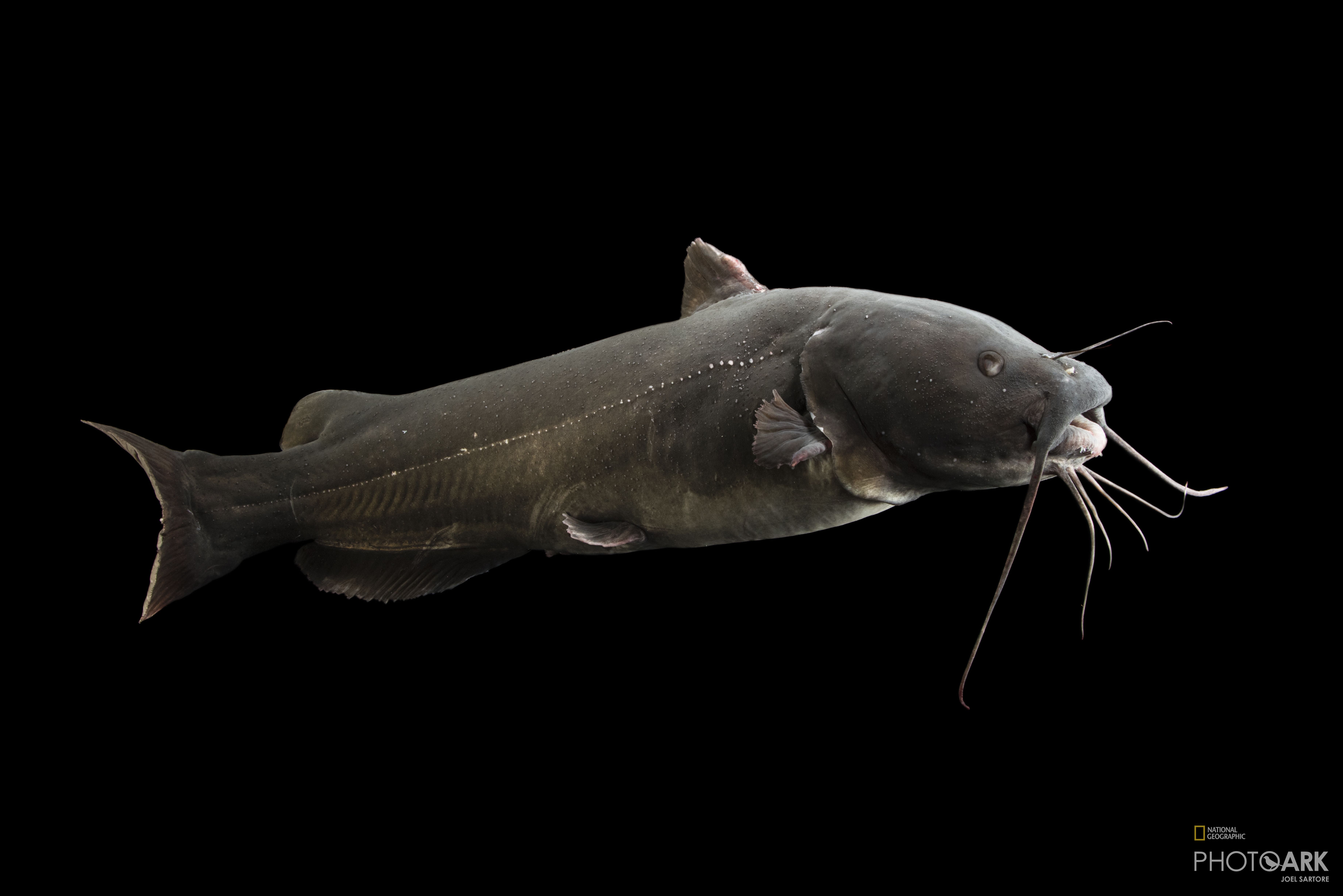 Catfish national geographic Clearance
