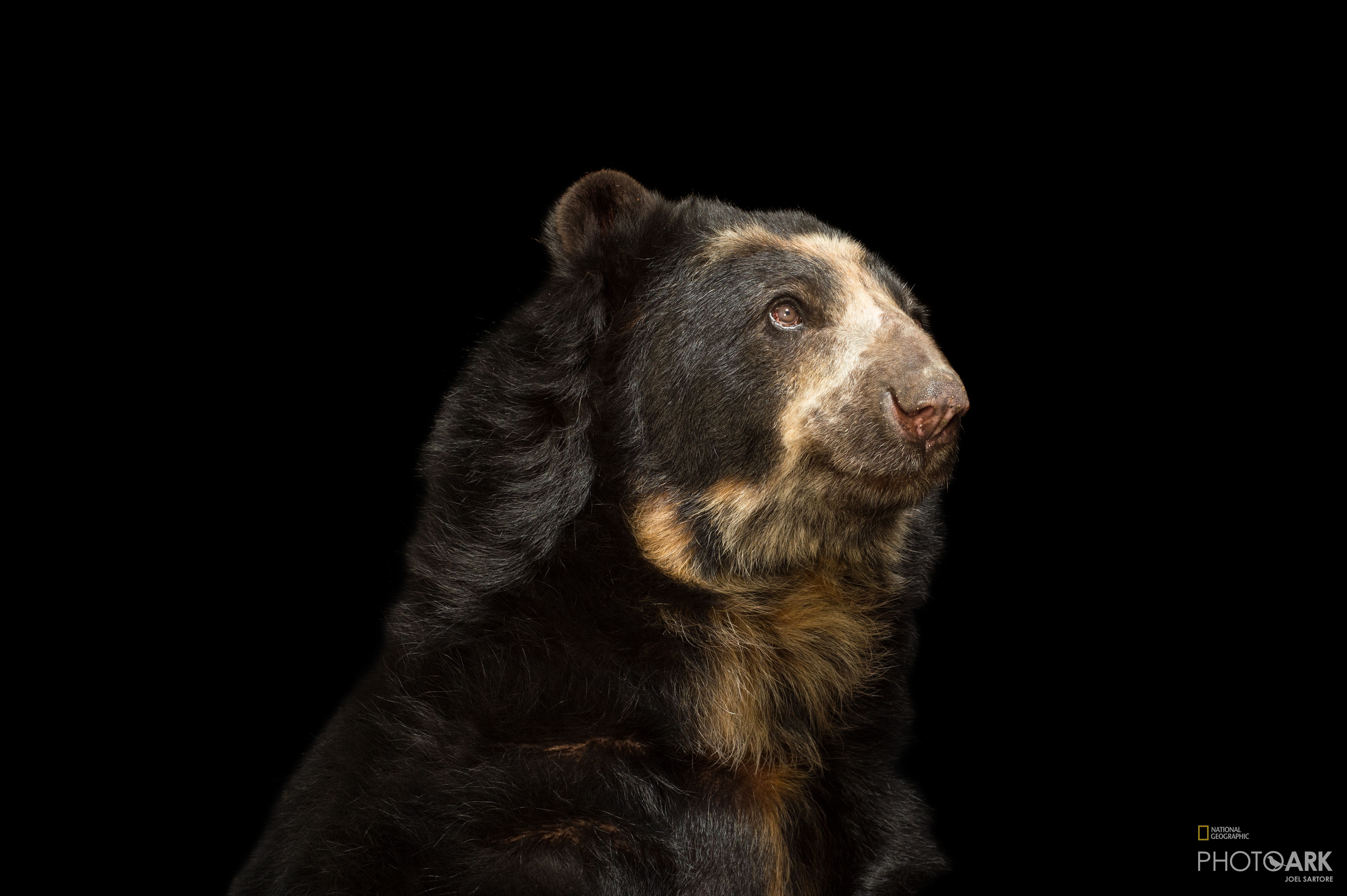 Photo Ark Home Vulnerable Male Spectacled Bear National Geographic