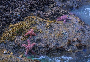 Intertidal Zone | National Geographic Society