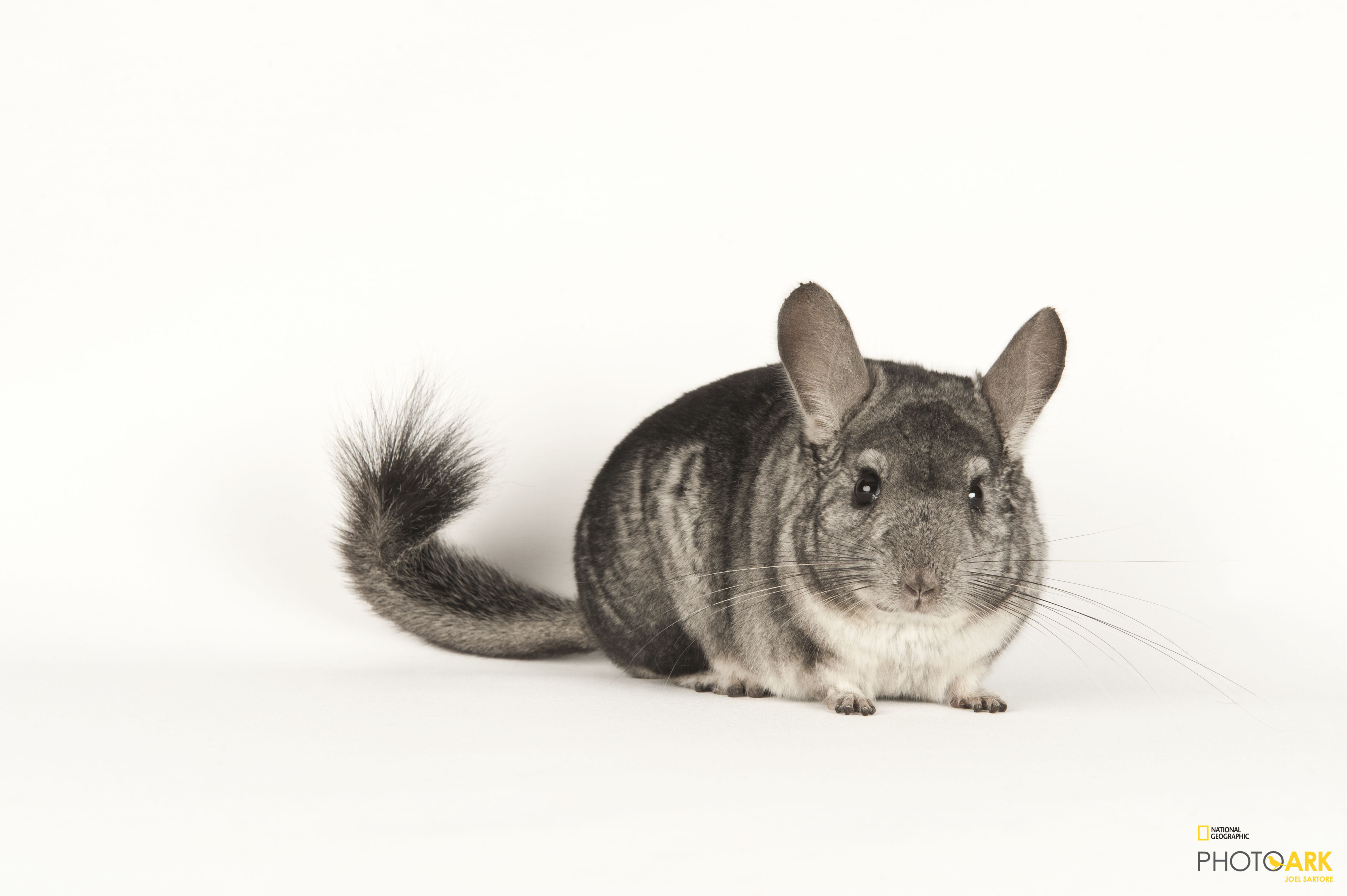 national geographic chinchilla food