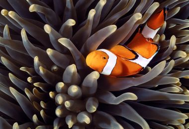 SYMBIOSIS English meaning Cambridge Dictionary