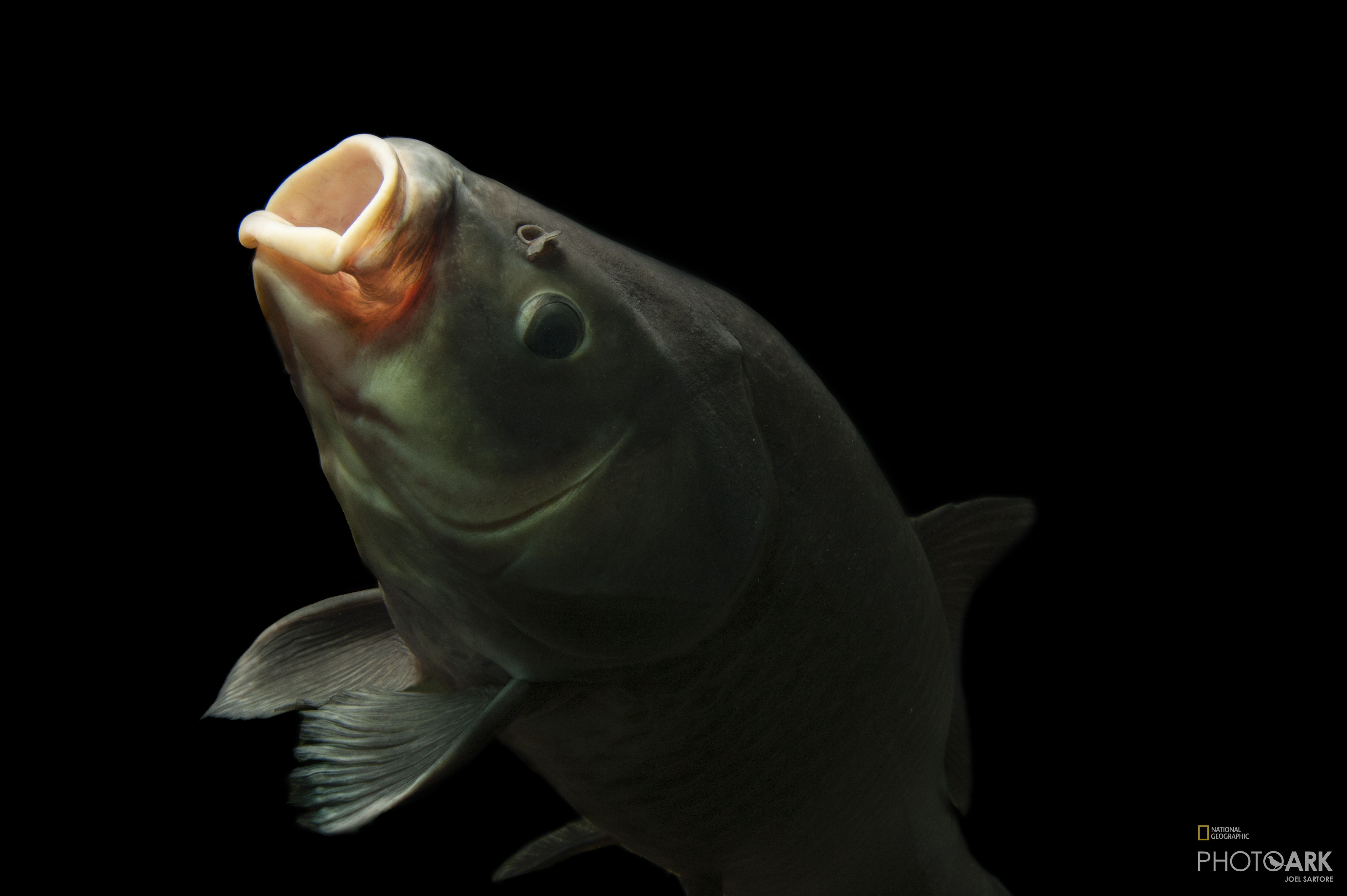 Photo Ark Home Bigmouth Buffalo National Geographic Society