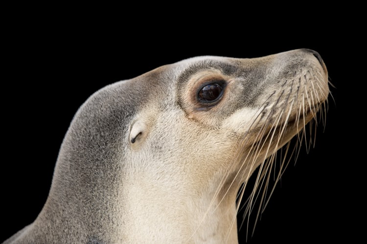 Photo Ark Home Endangered Male Australian Sea Lion | National