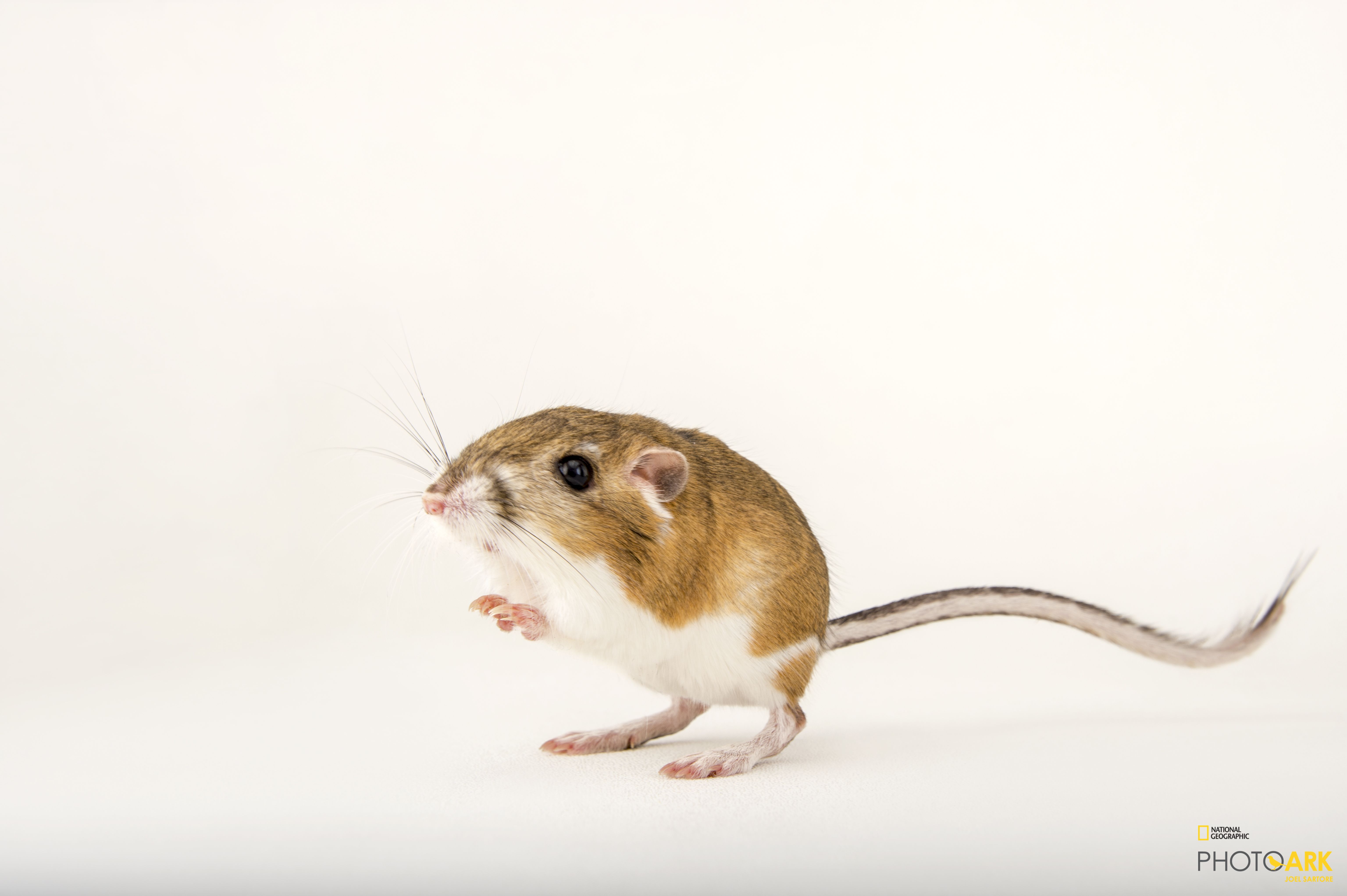 Photo Ark Home Two Ord S Kangaroo Rats National Geographic Society