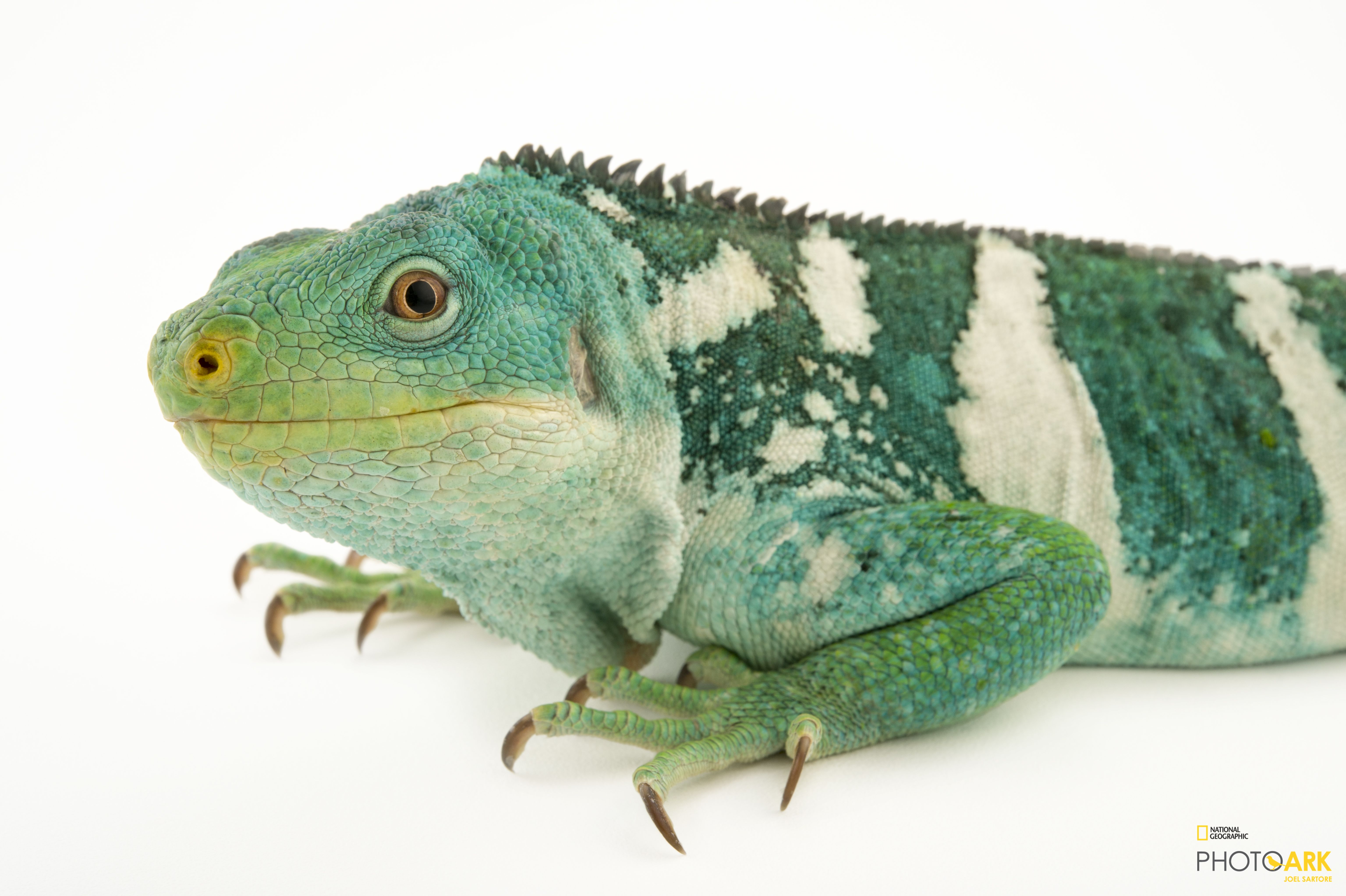 Photo Ark Home Fiji Banded Iguana National Geographic Society
