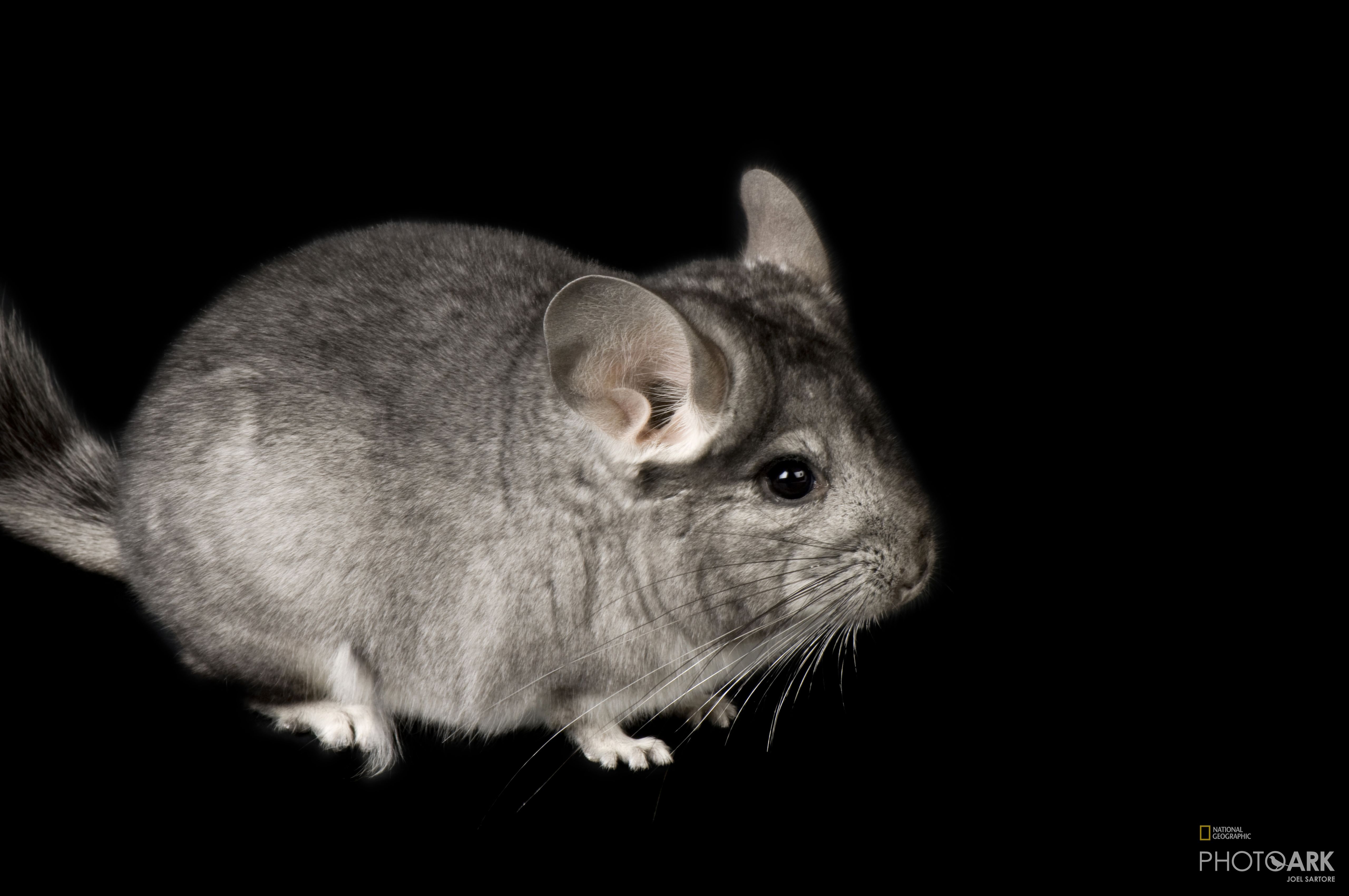 national geographic chinchilla food