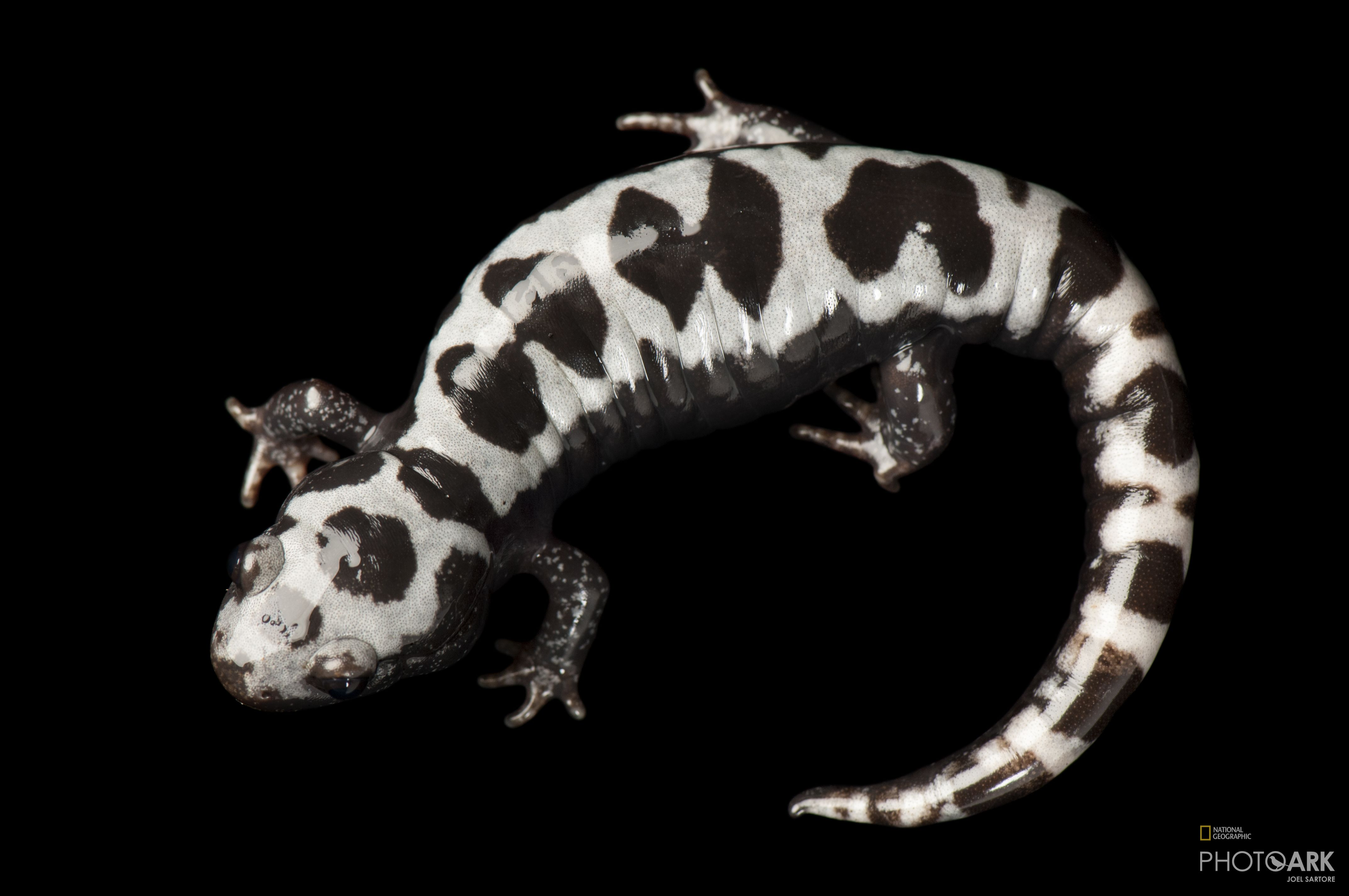 Photo Ark Home Marbled Salamander Ambystoma Opacum At The St Louis Zoo National Geographic Society