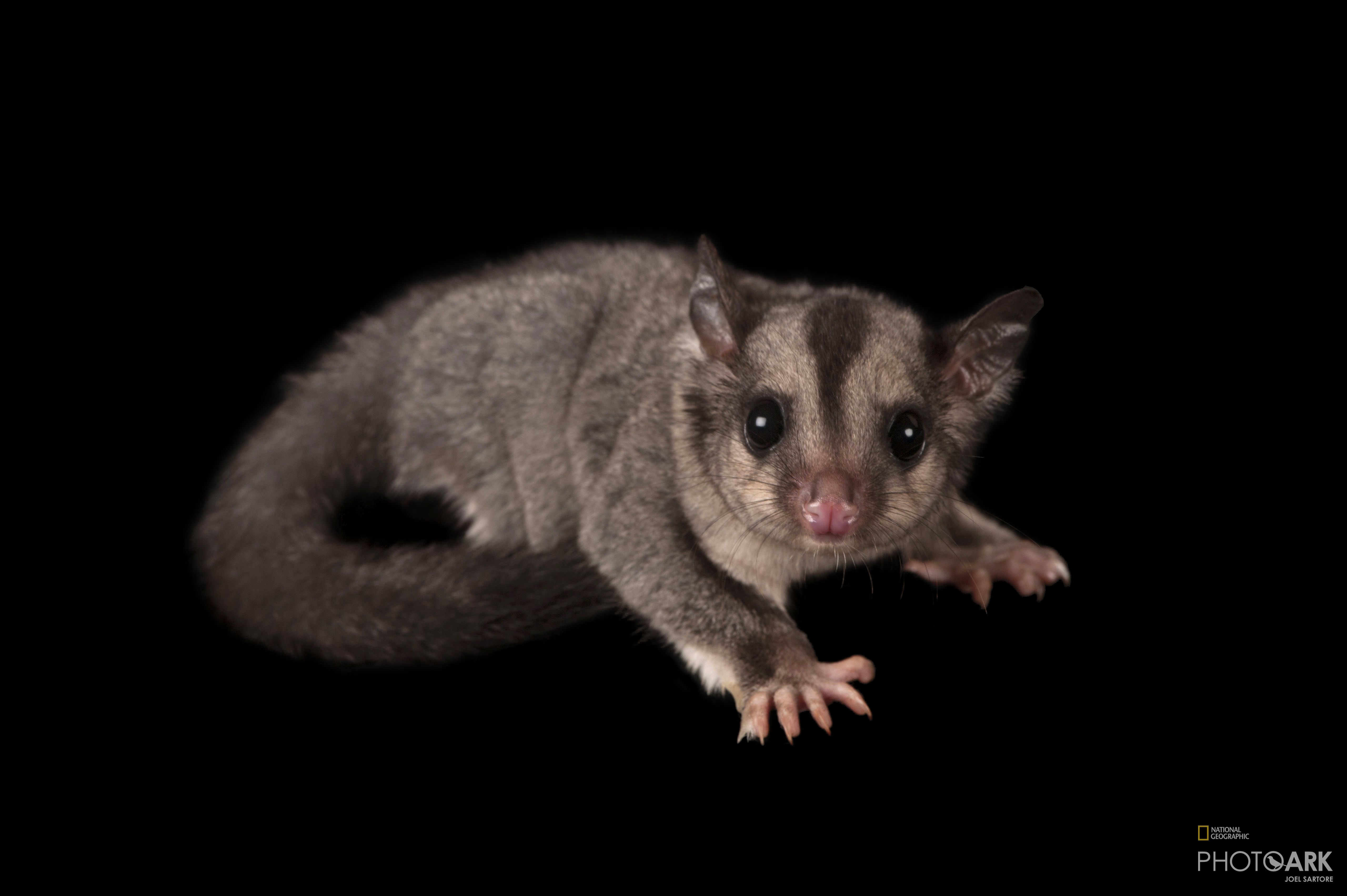 Photo Ark Home Sugar Glider National Geographic Society
