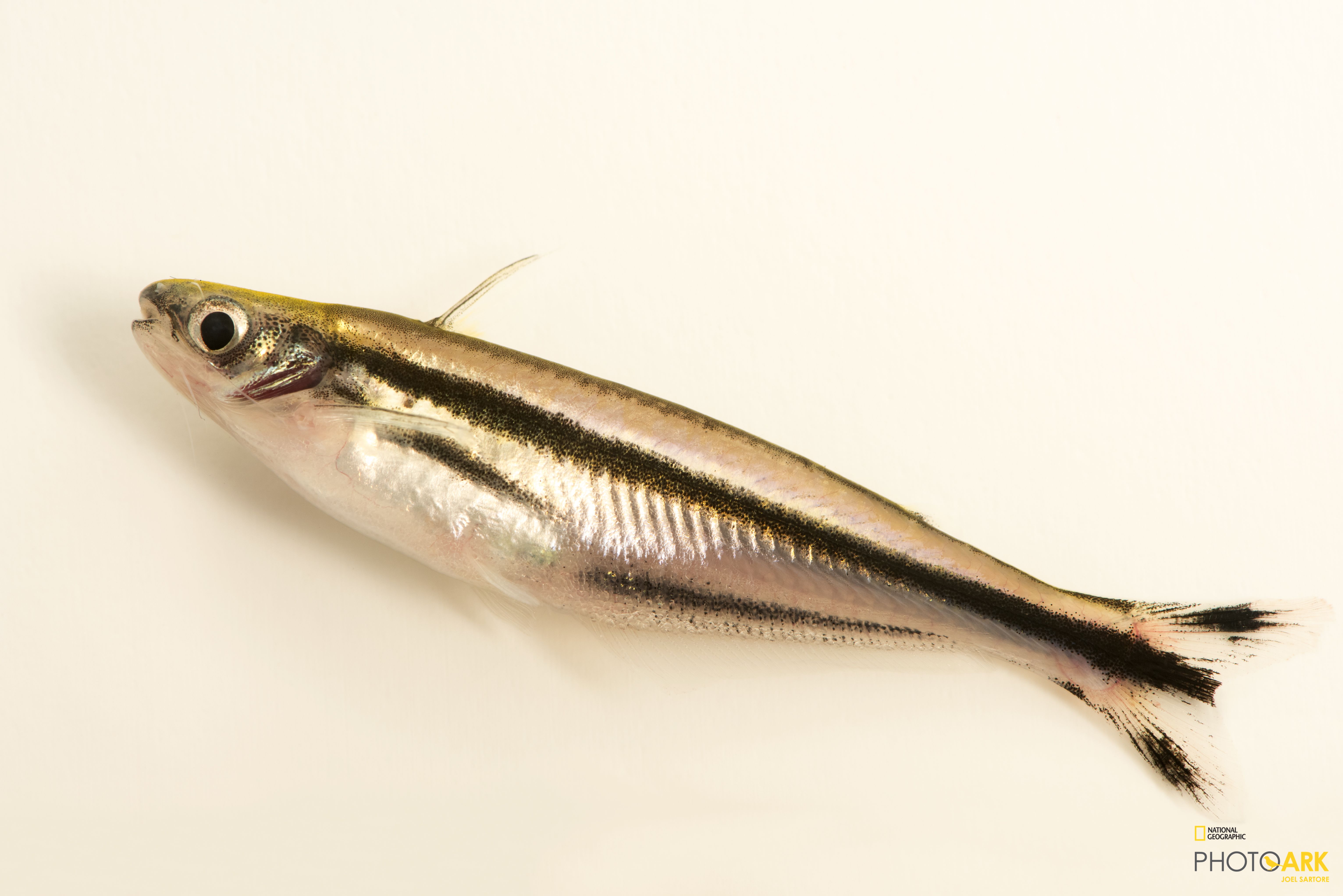 Photo Ark Home African Glass Catfish National Geographic Society