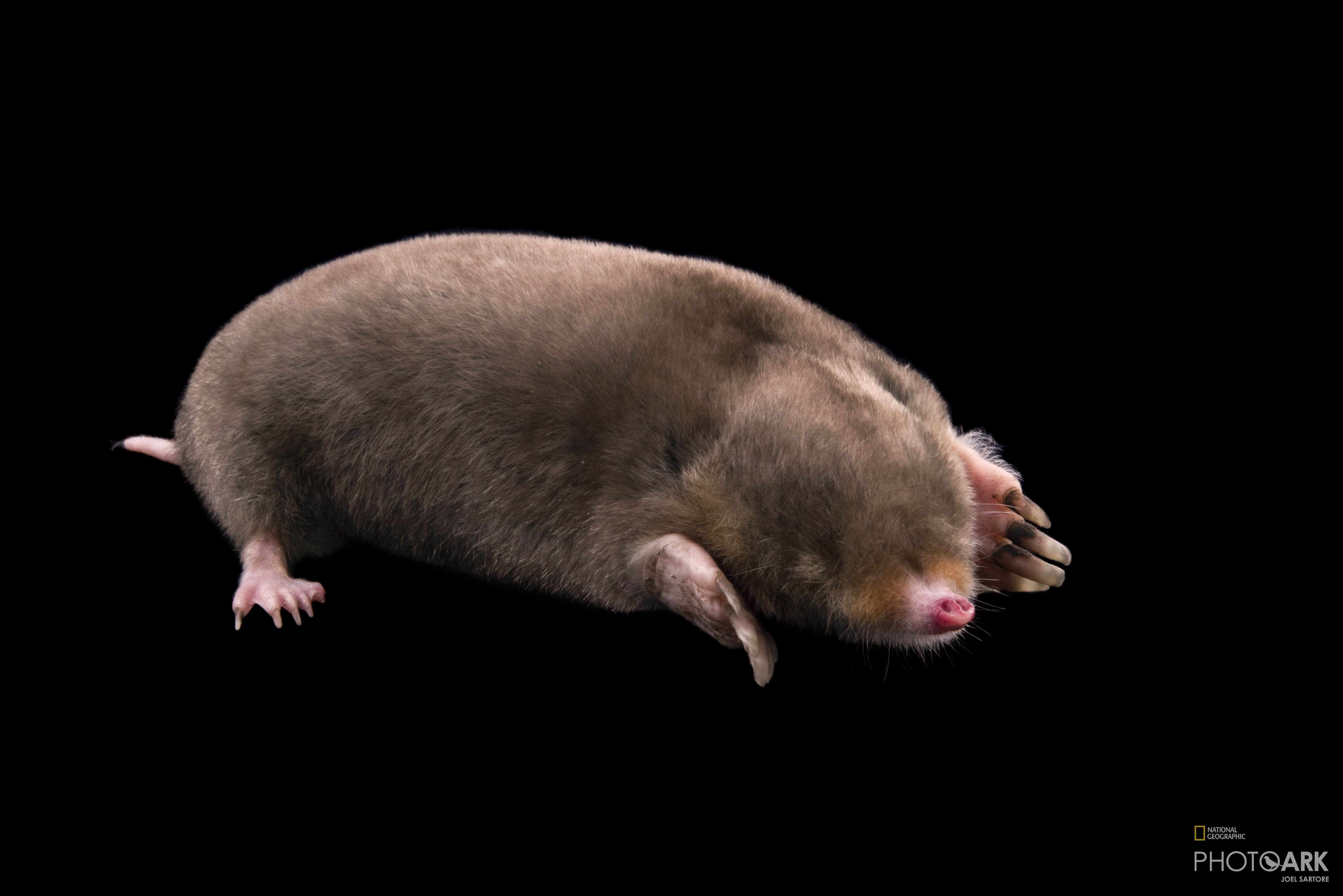 Photo Ark Home Eastern Mole National Geographic Society