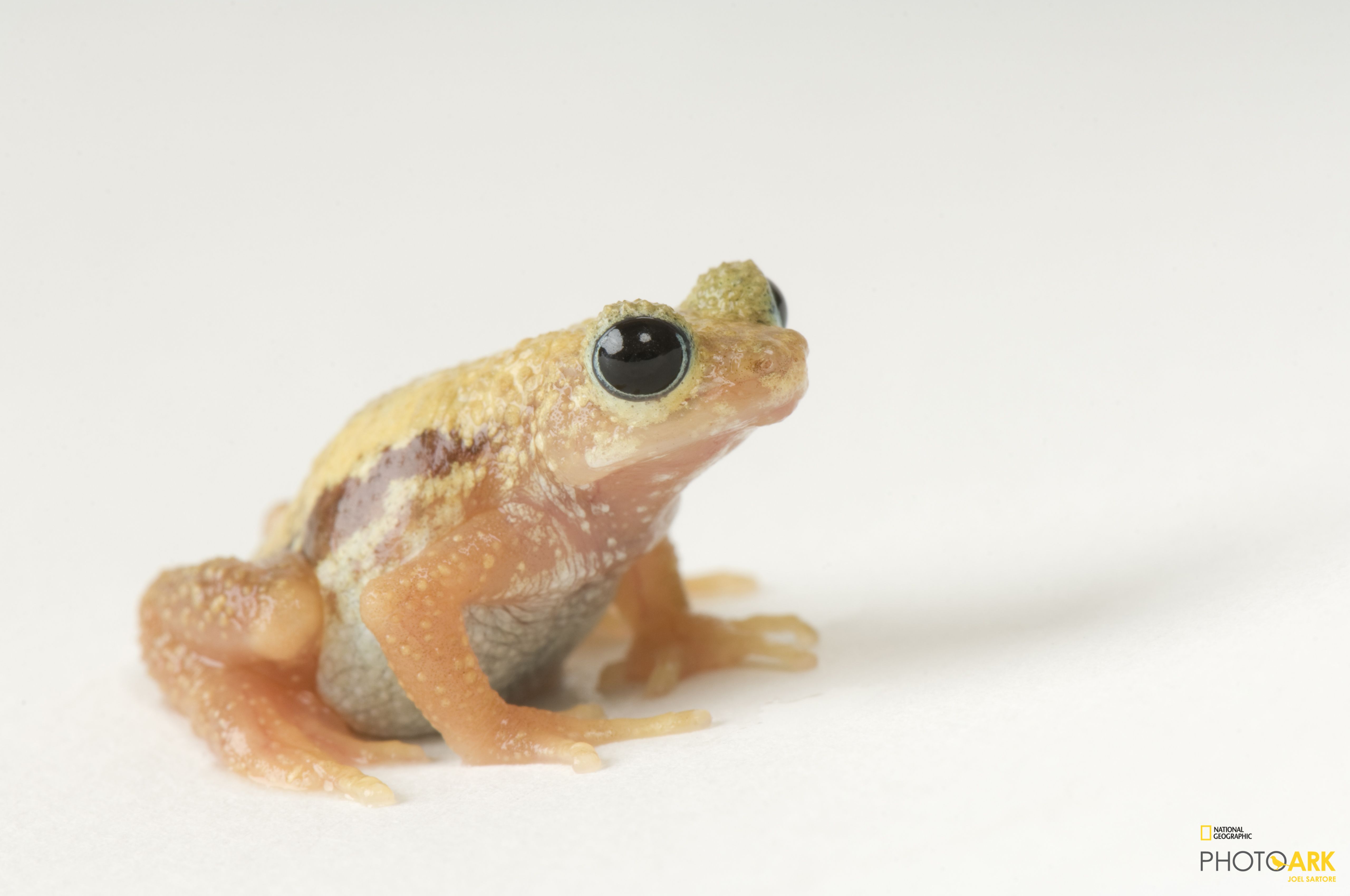 Photo Ark Home Kihansi Spray Toad | National Geographic Society