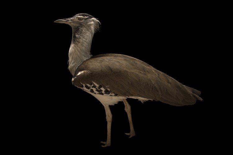 Photo Ark Home Kori Bustard National Geographic Society