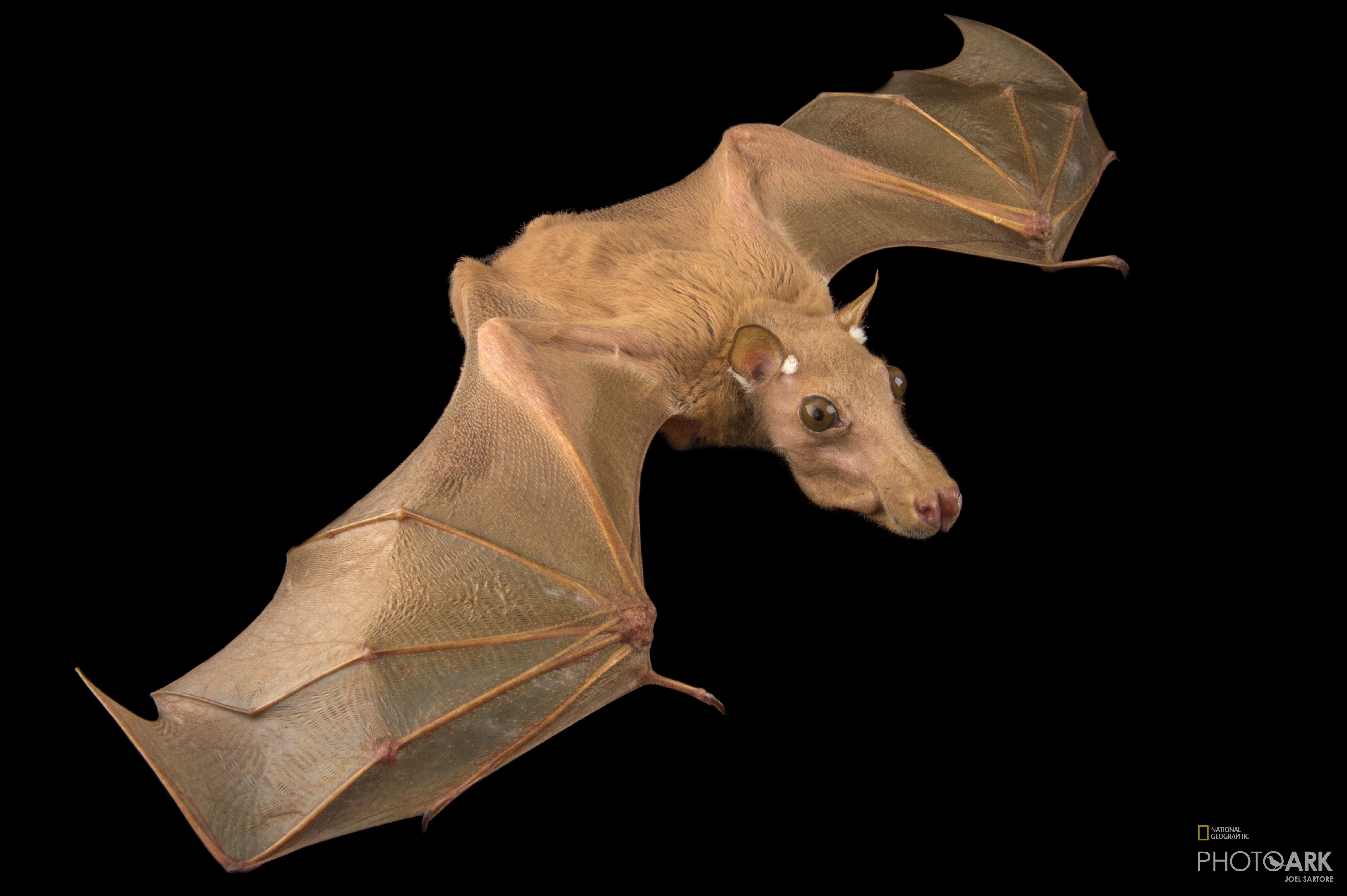Photo Ark Home Gambian Epauletted Fruit Bat National Geographic Society Huge collection, amazing choice, 100+ million high quality, affordable rf and rm images. national geographic society