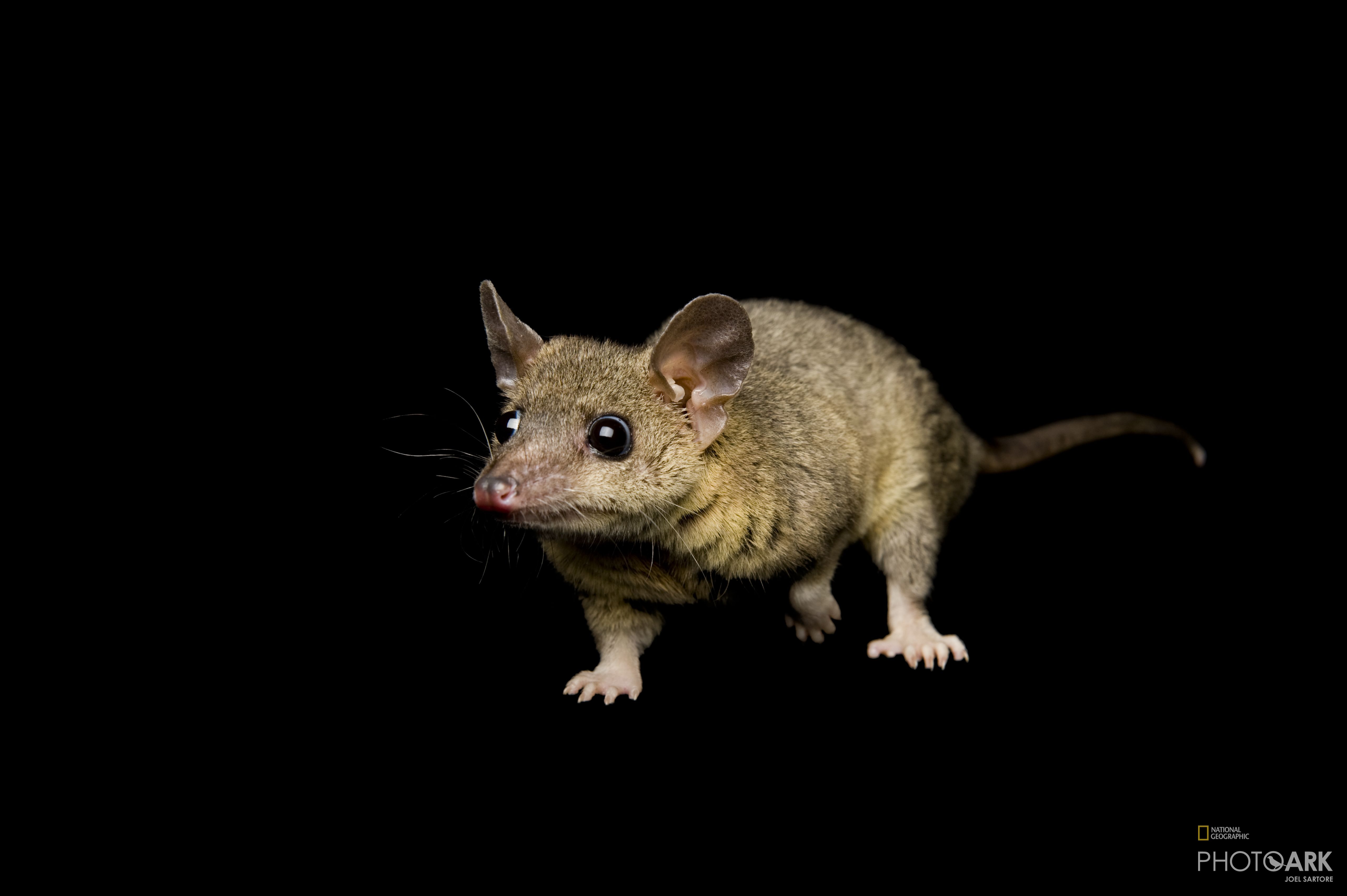 Photo Ark Home Gray ShortTailed Opossum National Geographic Society