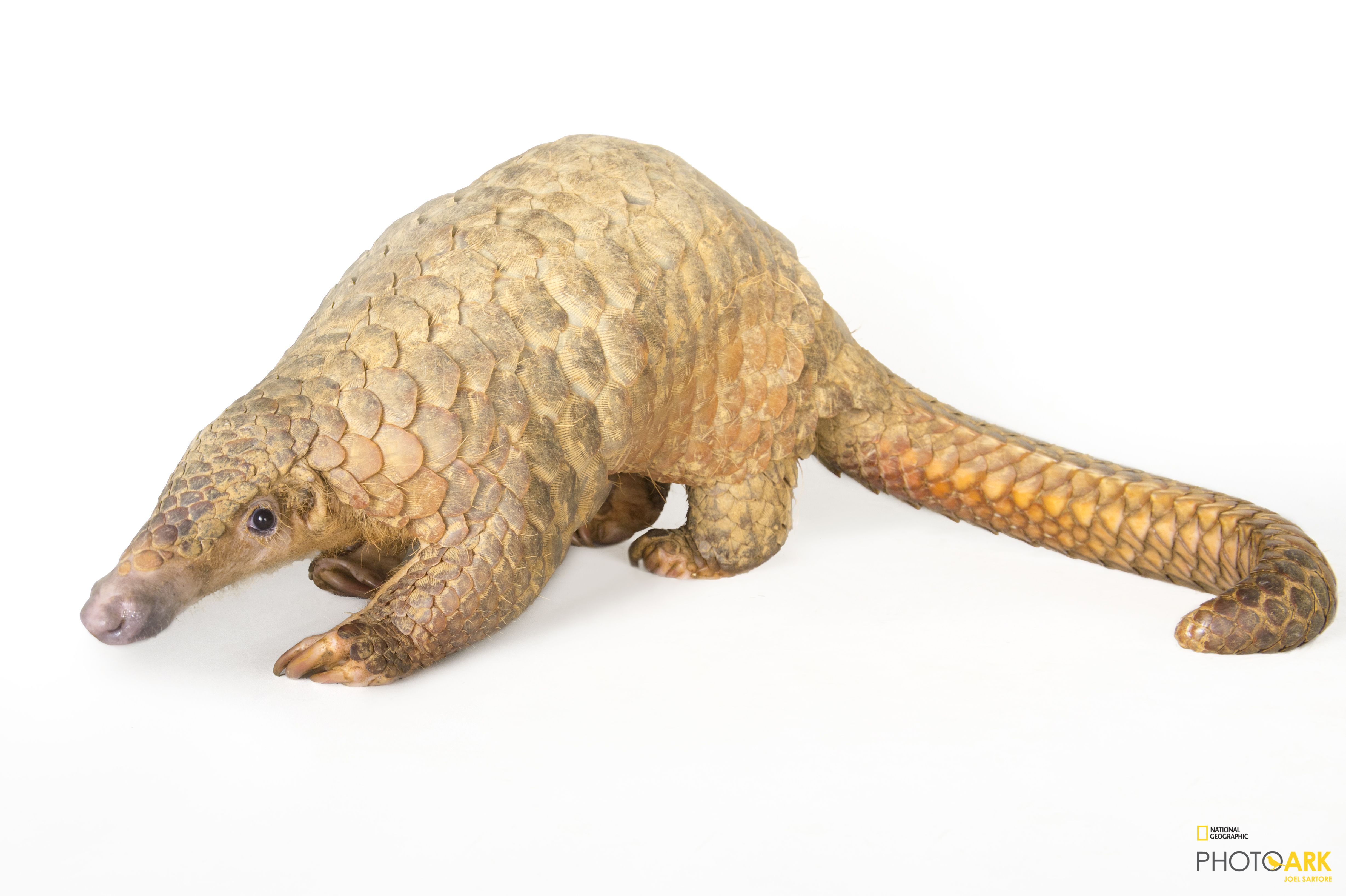 Photo Ark Home Sunda Pangolin | National Geographic Society