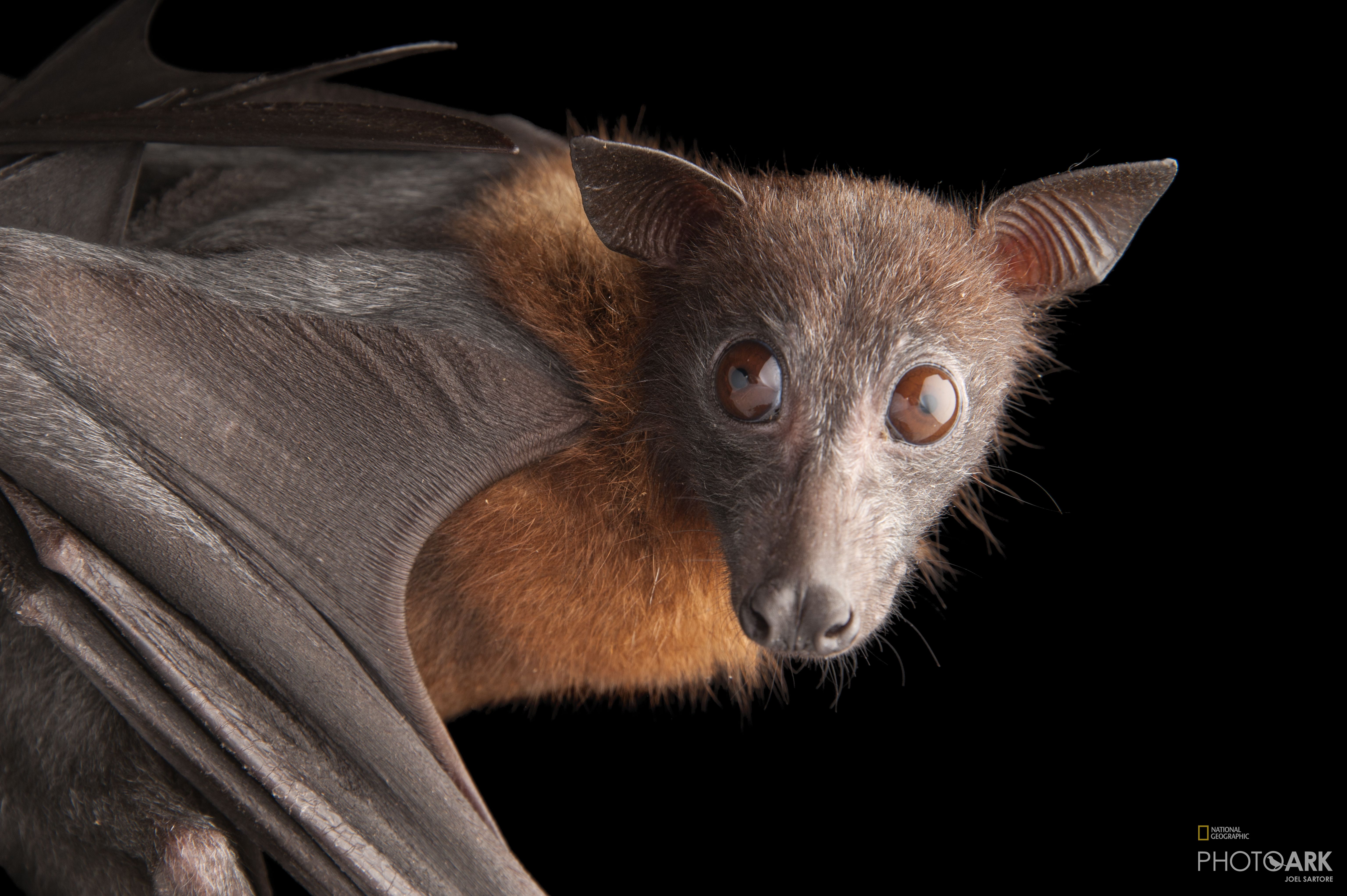 Photo Ark Home Indian Flying Fox National Geographic Society