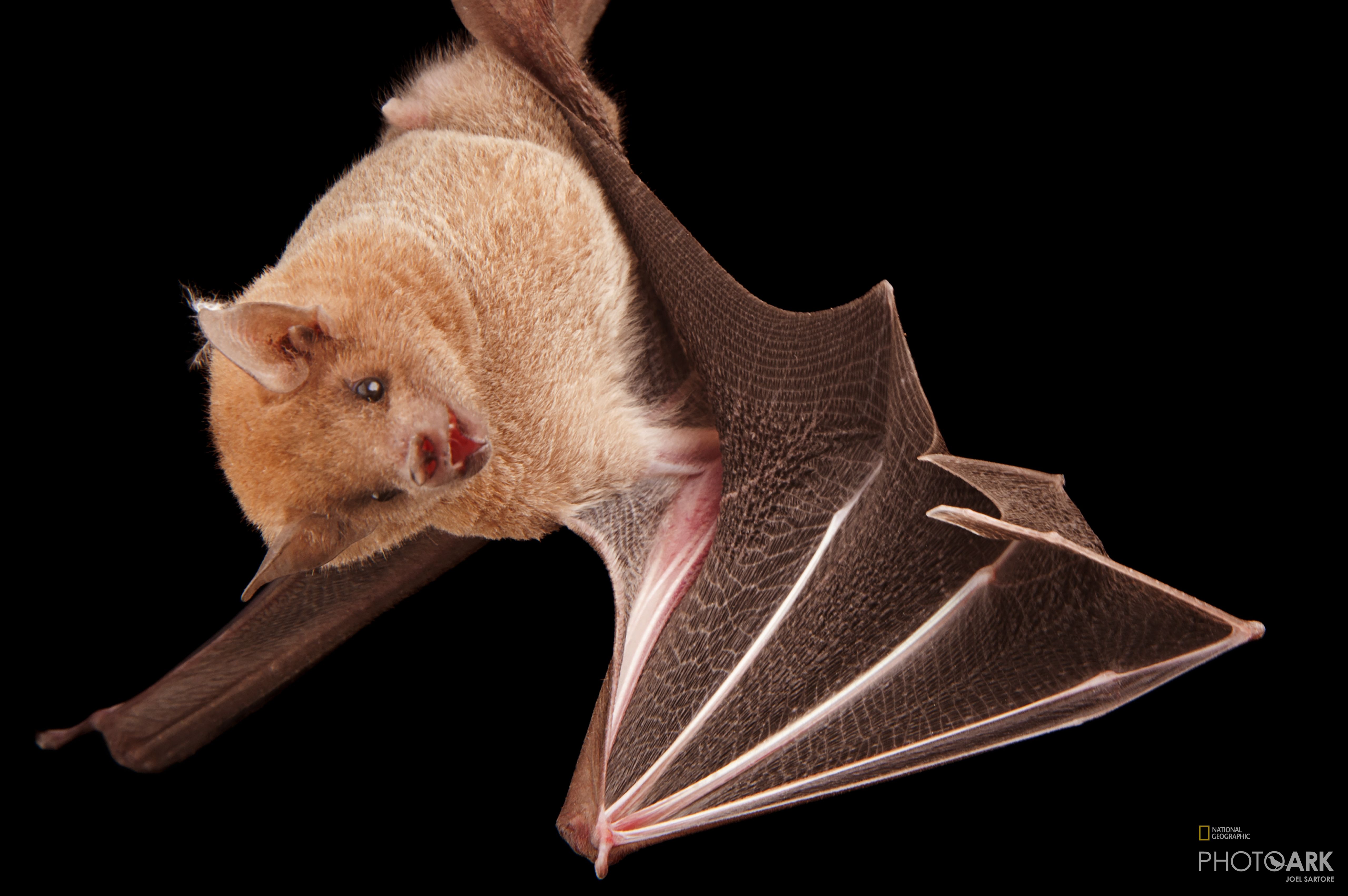 Photo Ark Home Lesser LongNosed Bat National Geographic Society