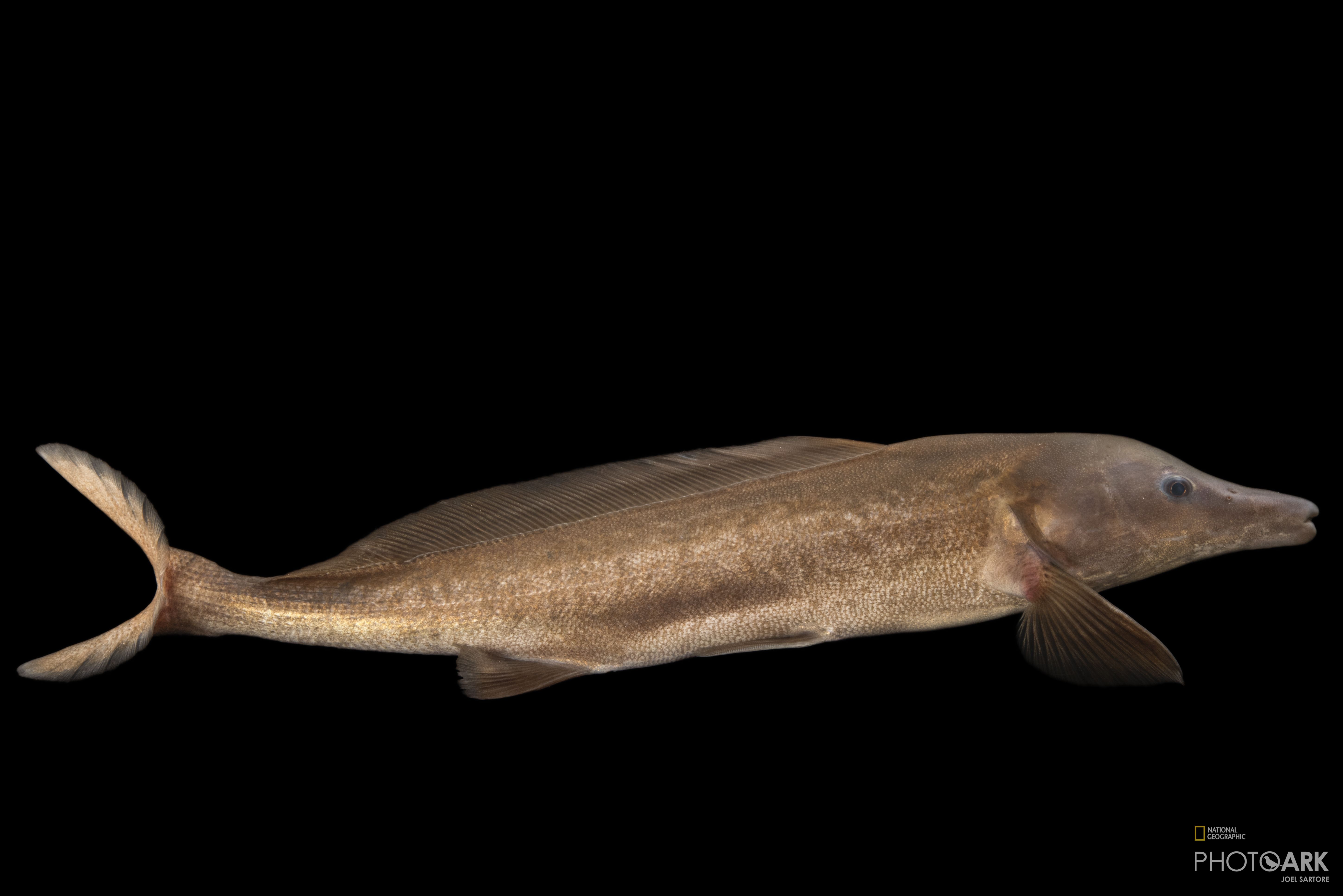 Bottlenose mormyrid clearance