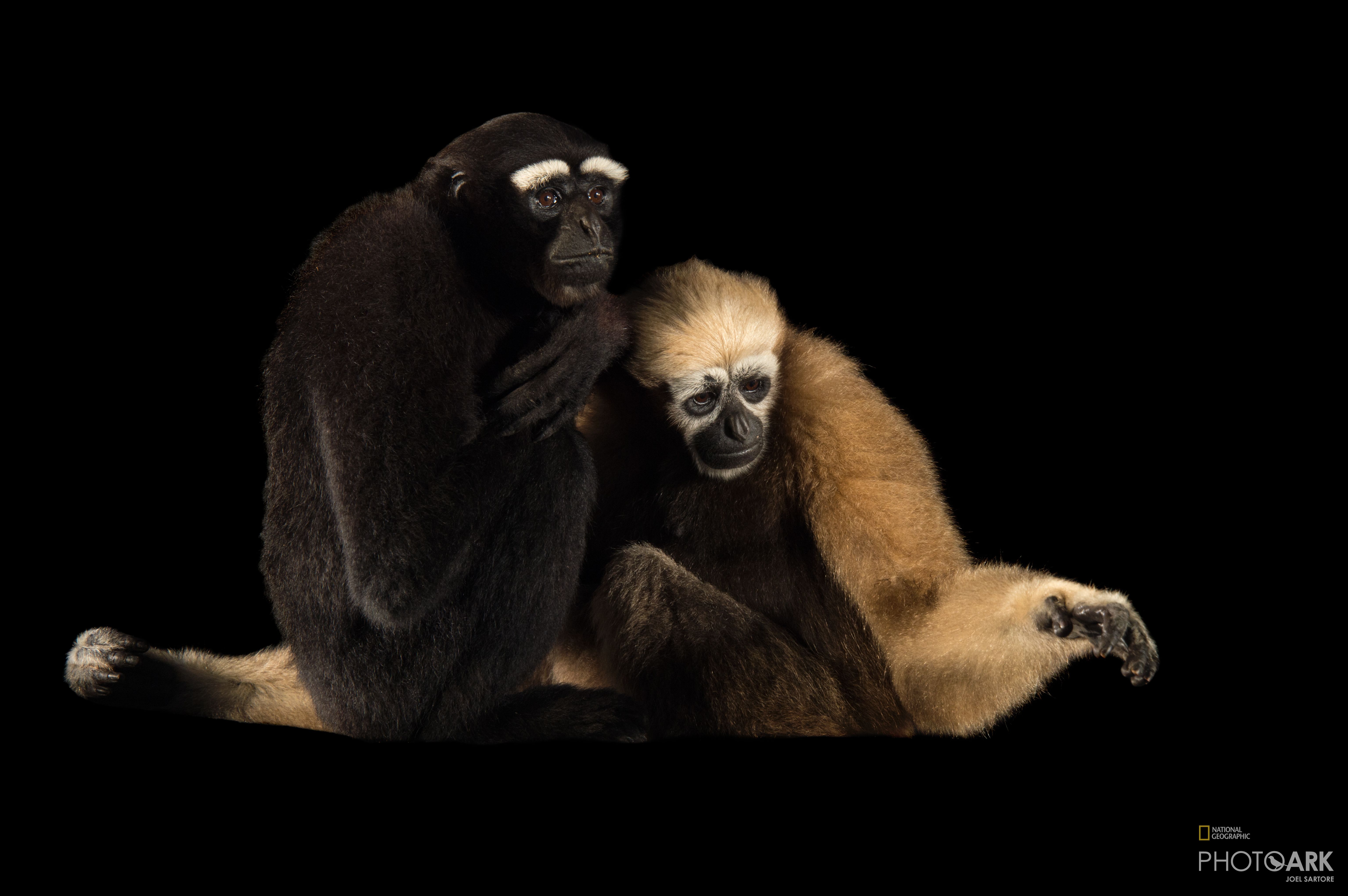 What Is A Hoolock Gibbon? _ Fact sheet: Hoolock gibbon, Bunopithecus ...