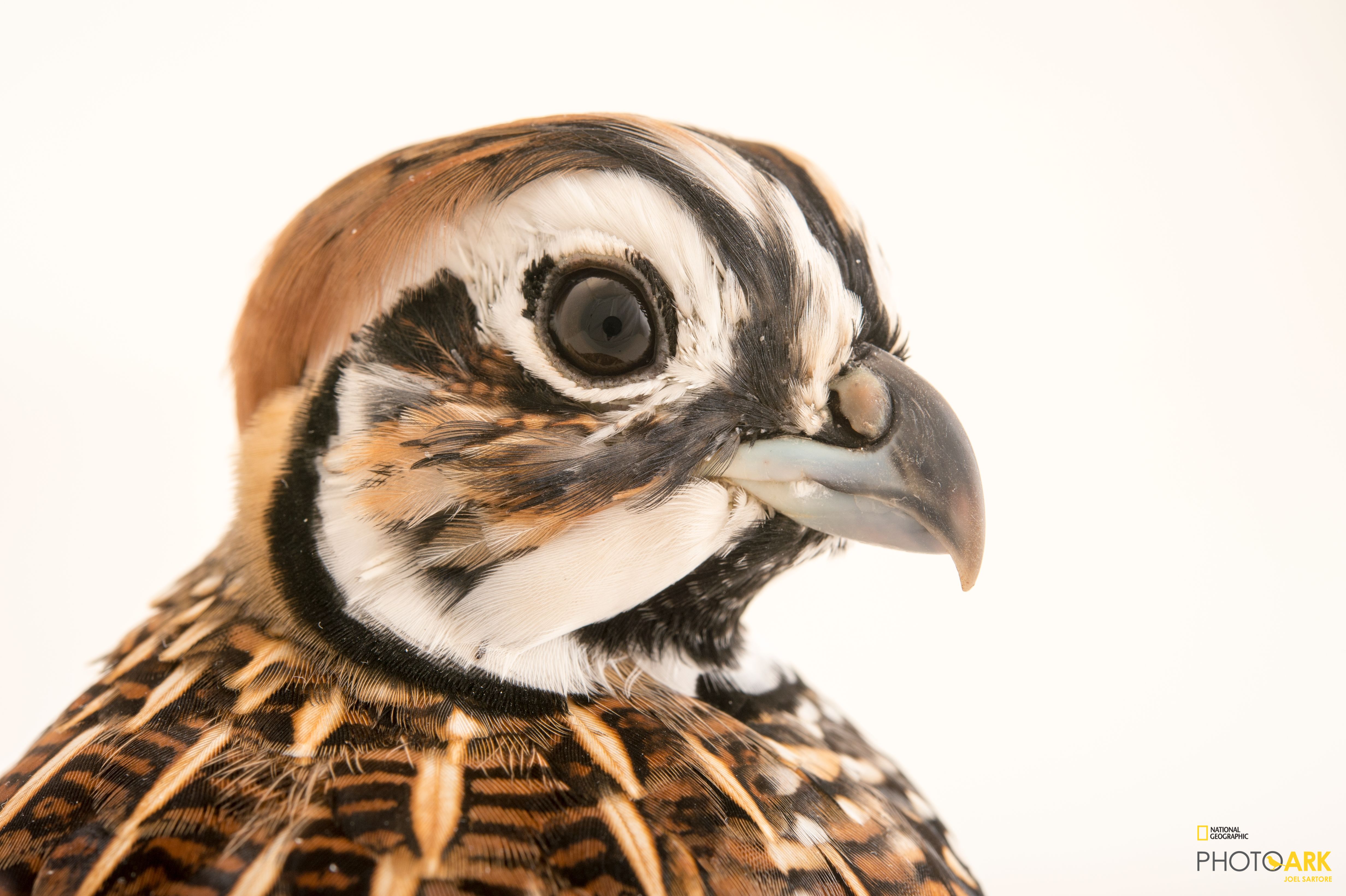Photo Ark Home Montezuma's Quail National Geographic Society