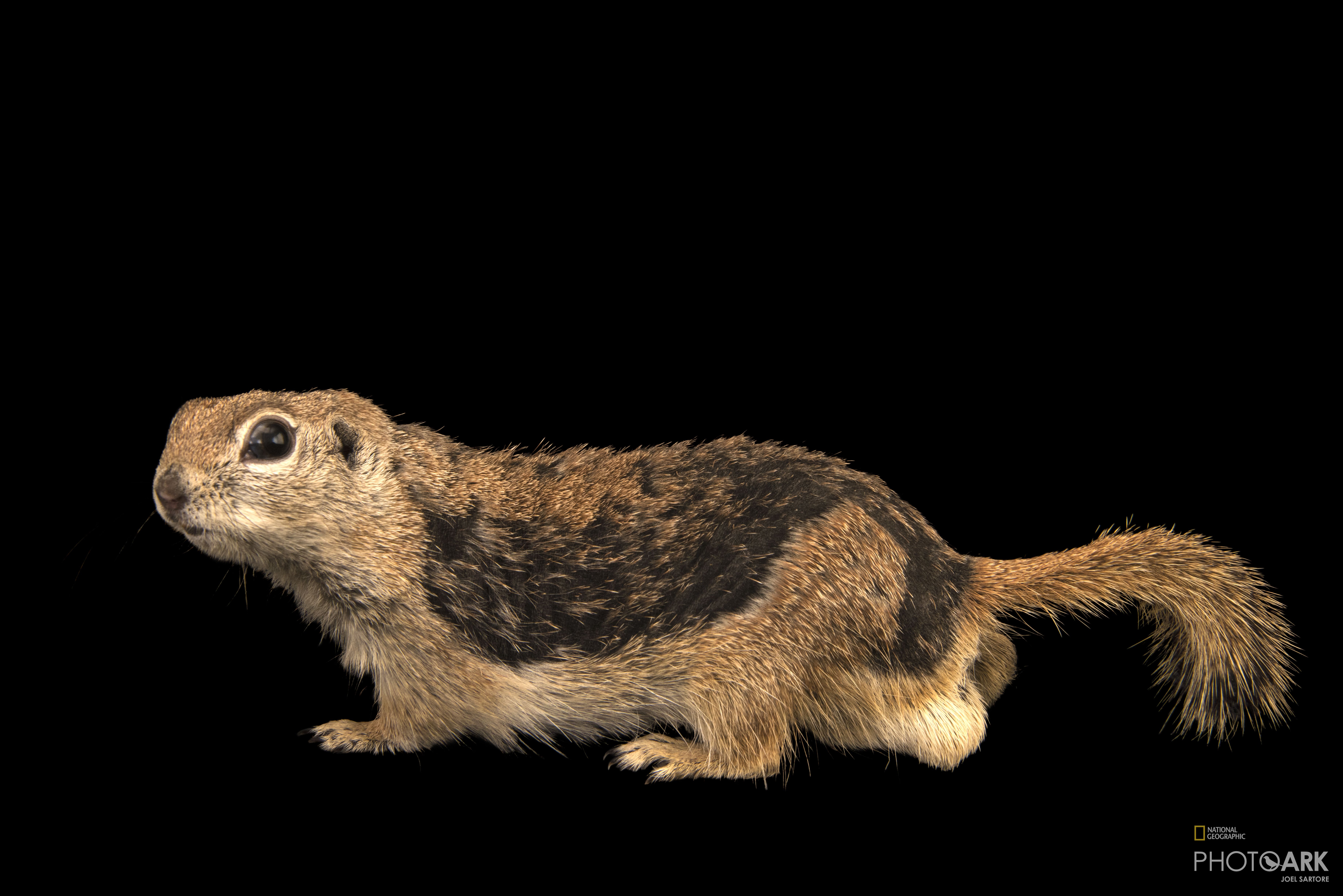 Photo Ark Home Round Tailed Ground Squirrel National Geographic Society