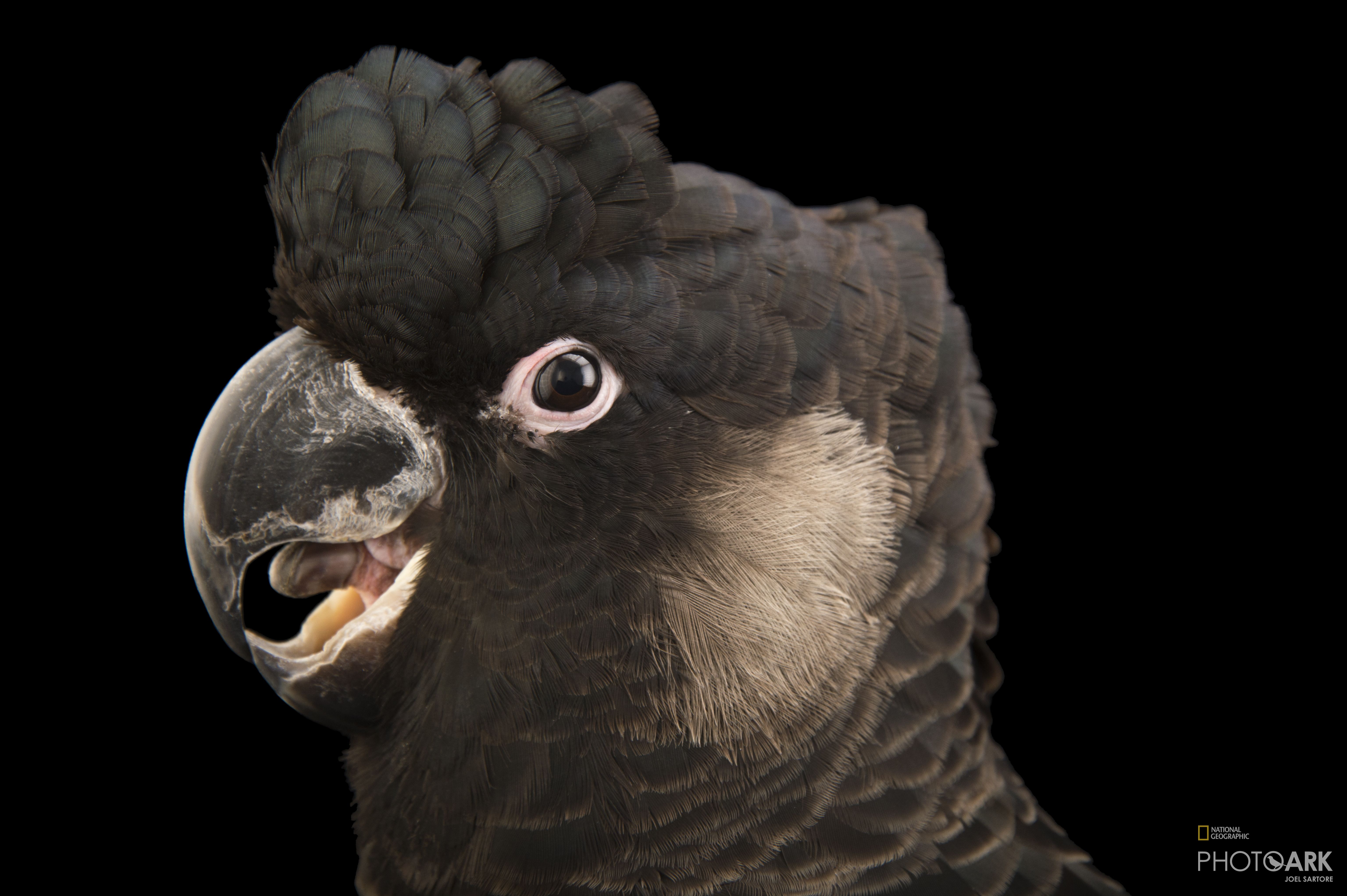 Photo Ark Home Endangered White Tailed Black Cockatoo National Geographic Society