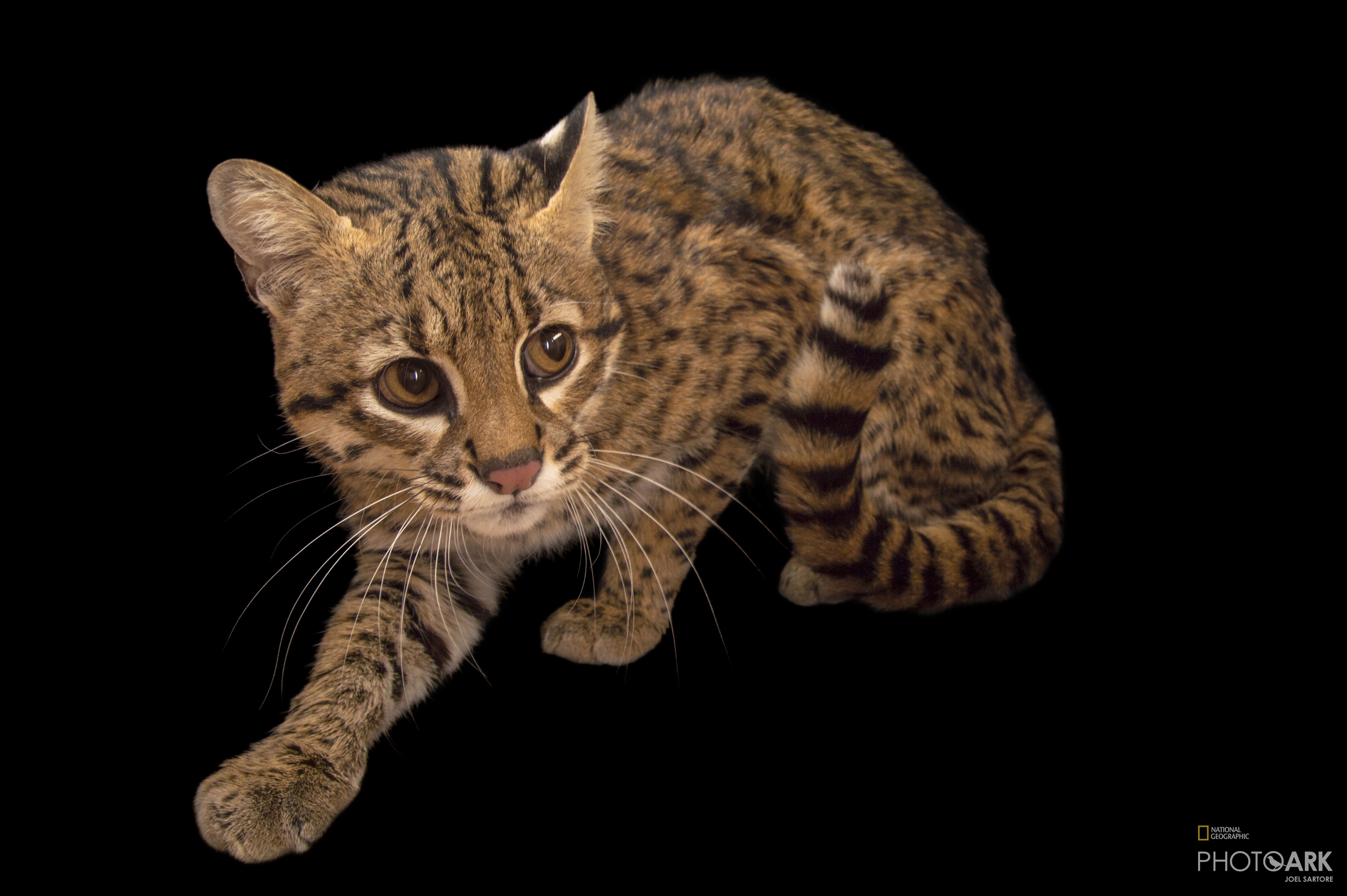 Photo Ark Home Geoffroy S Cat National Geographic Society